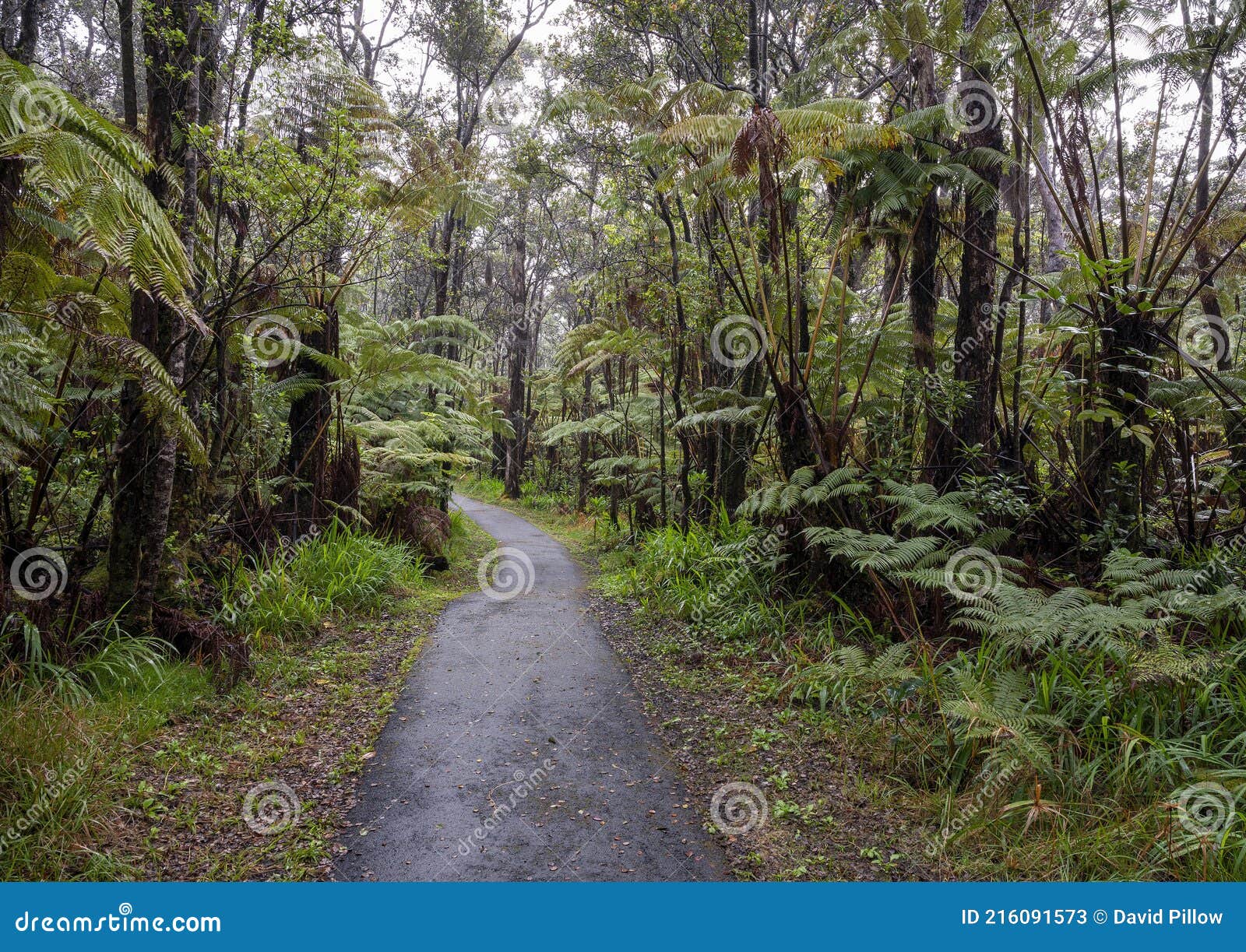 Path Through Rainforest In The Garden Route Np South Africa Stock