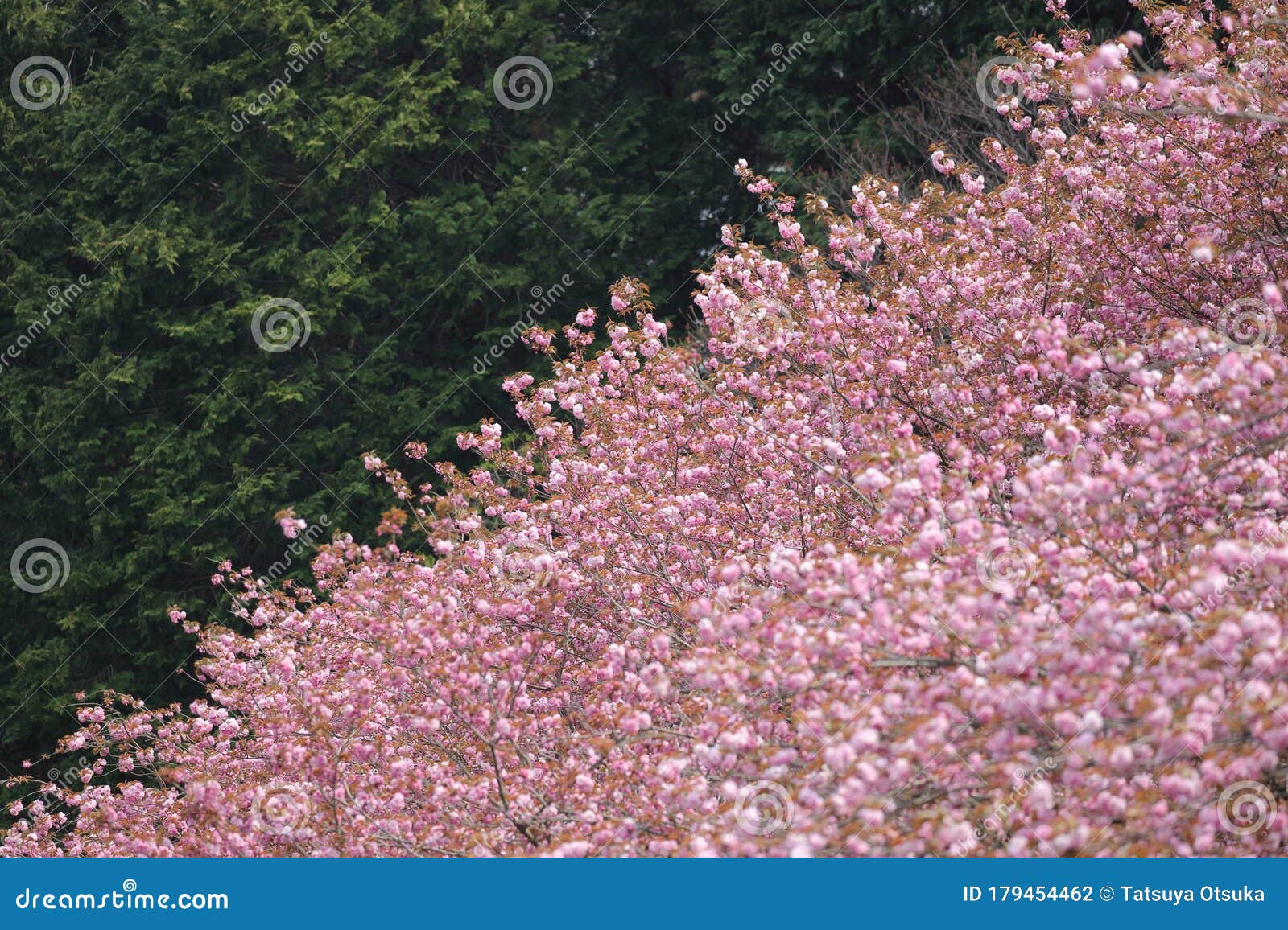 Blossom of Cherry Tree in Japan Stock Photo Image of nature, cherry