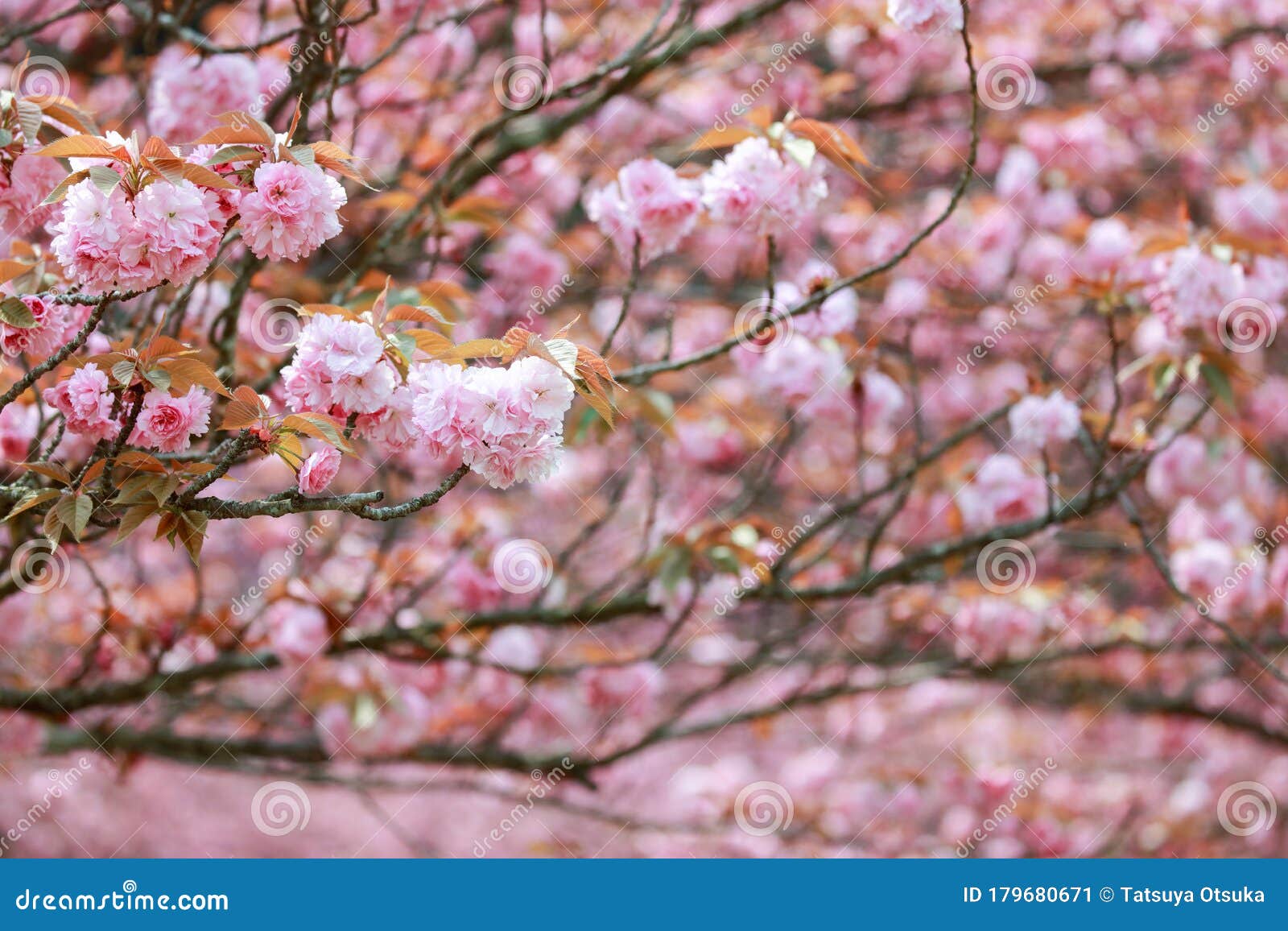 Blossom of Cherry Tree in Japan Stock Image Image of seasonal