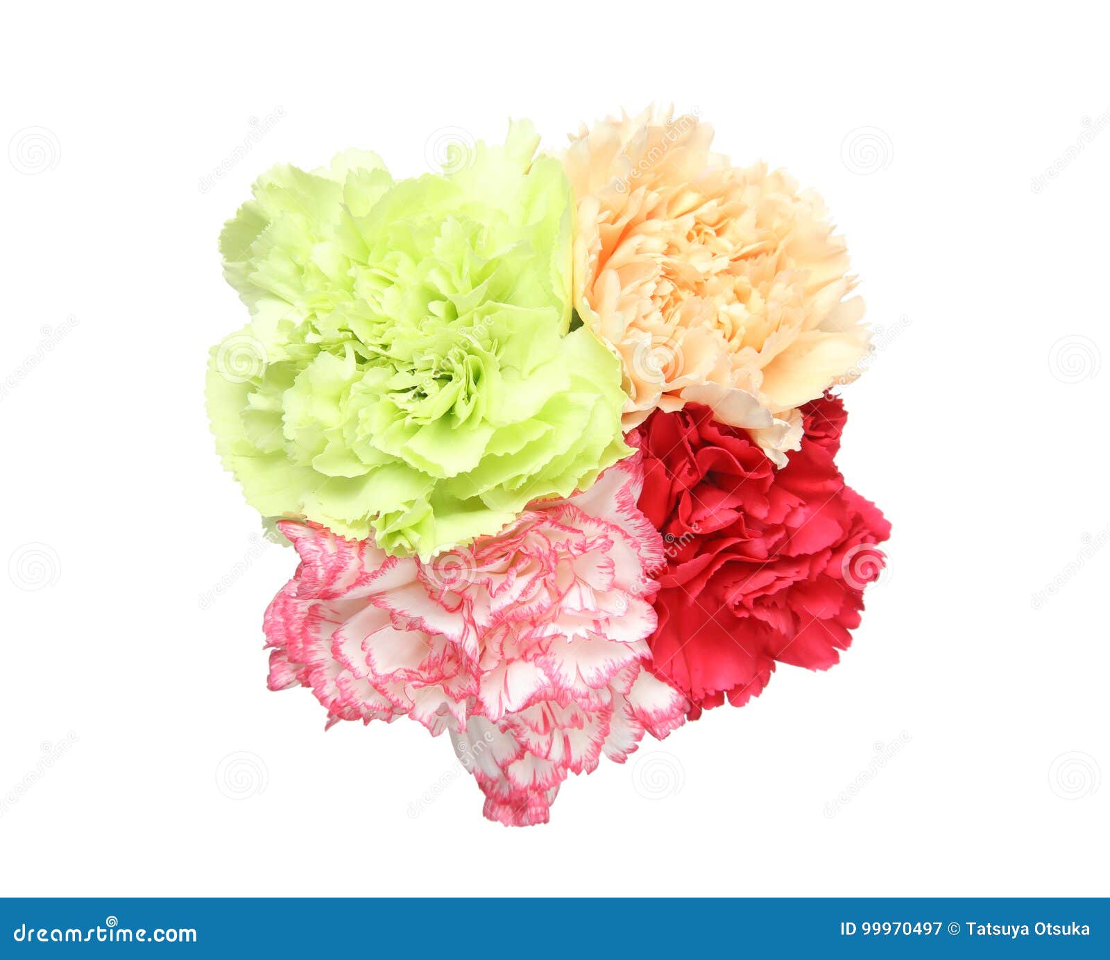 Bouquet of carnation stock image. Image of bouquet, white - 99970497