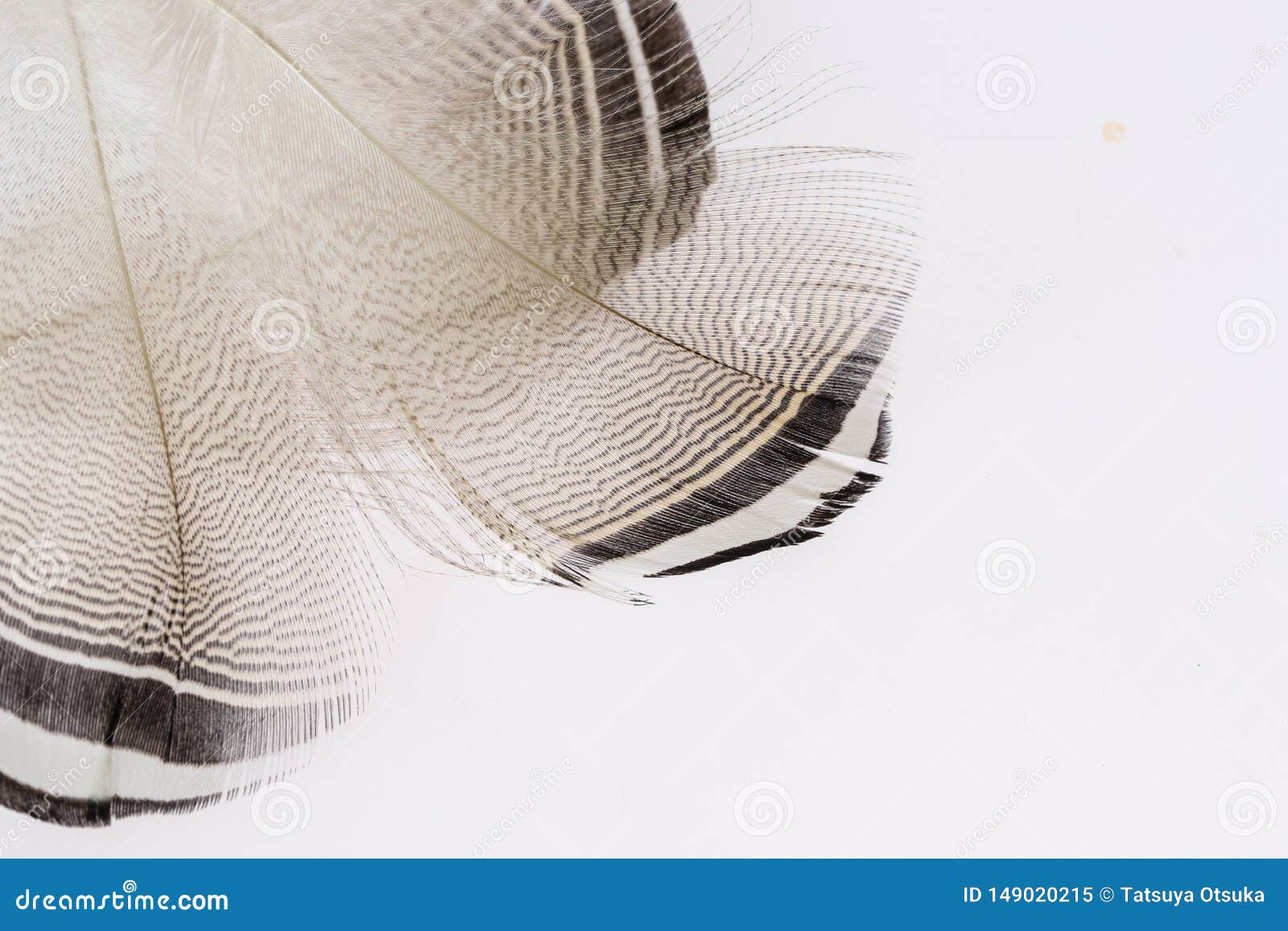 Feathers of the wood duck stock image. Image of bird 149020215