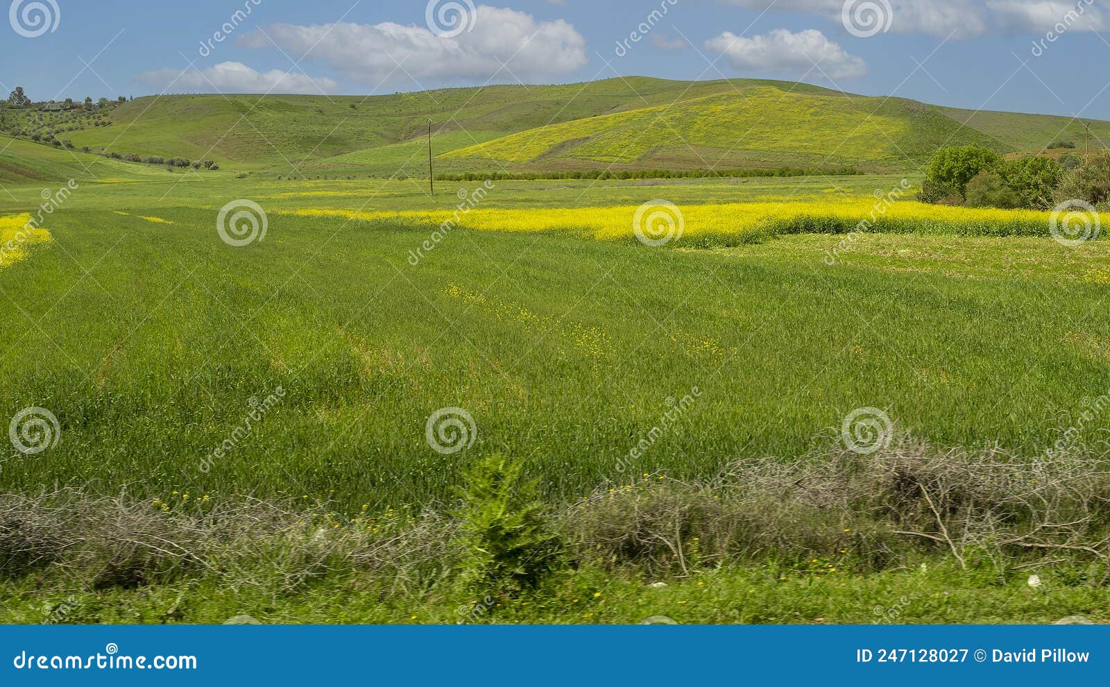 fields of mustard plants and wheat alongside the road in morocco.