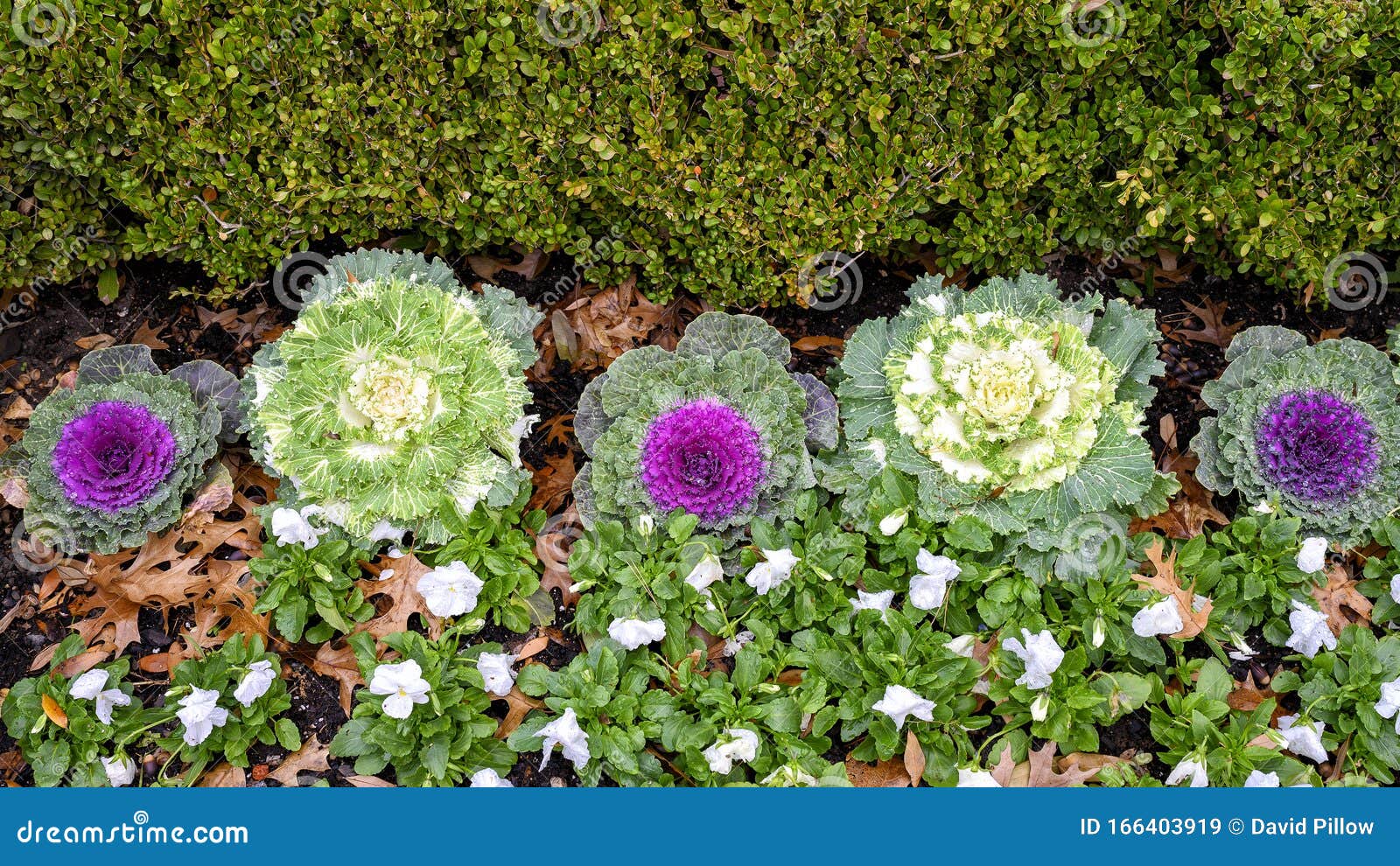 A Green Bush A Row Of White And Purple Ornamental Kale And And Small Green Plants And White Flowers In Dallas Texas Stock Image Image Of Flowers Ingredient 166403919