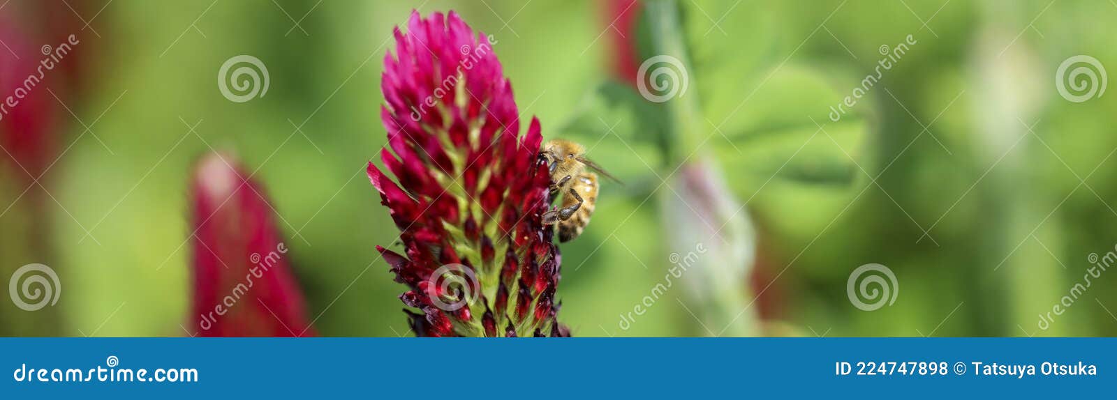 Honey Bee on the Crimson Clover Stock Photo Image of spring, flower