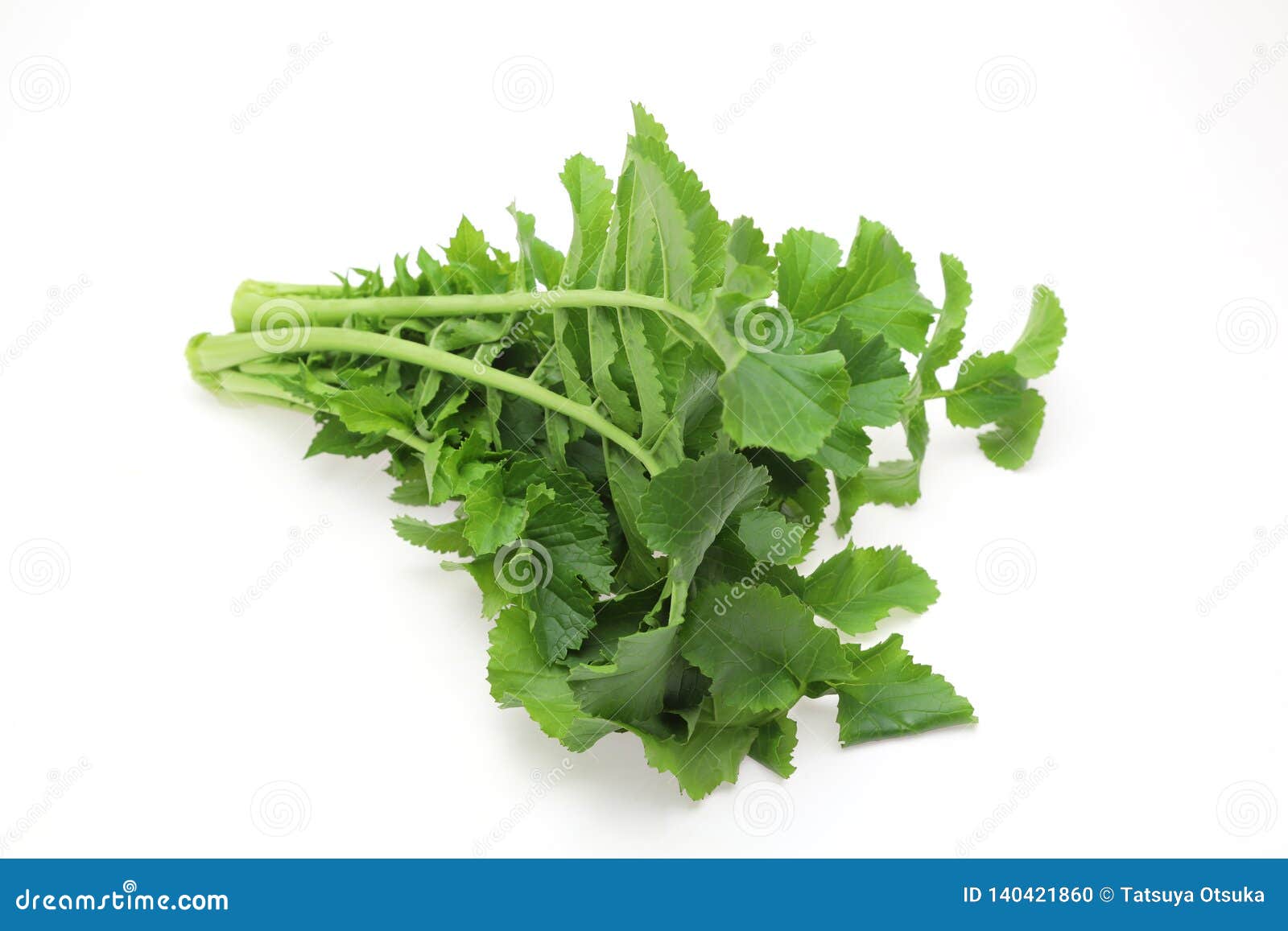 Japanese Radish Leaves in a White Background Stock Photo Image of