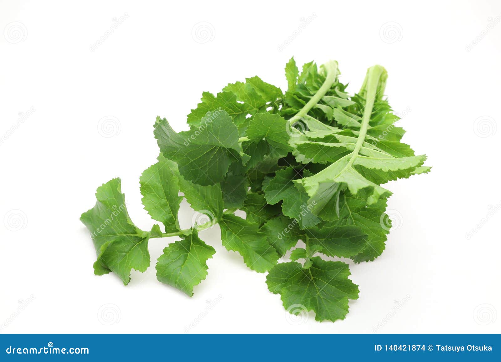 Japanese Radish Leaves in a White Background Stock Photo Image of