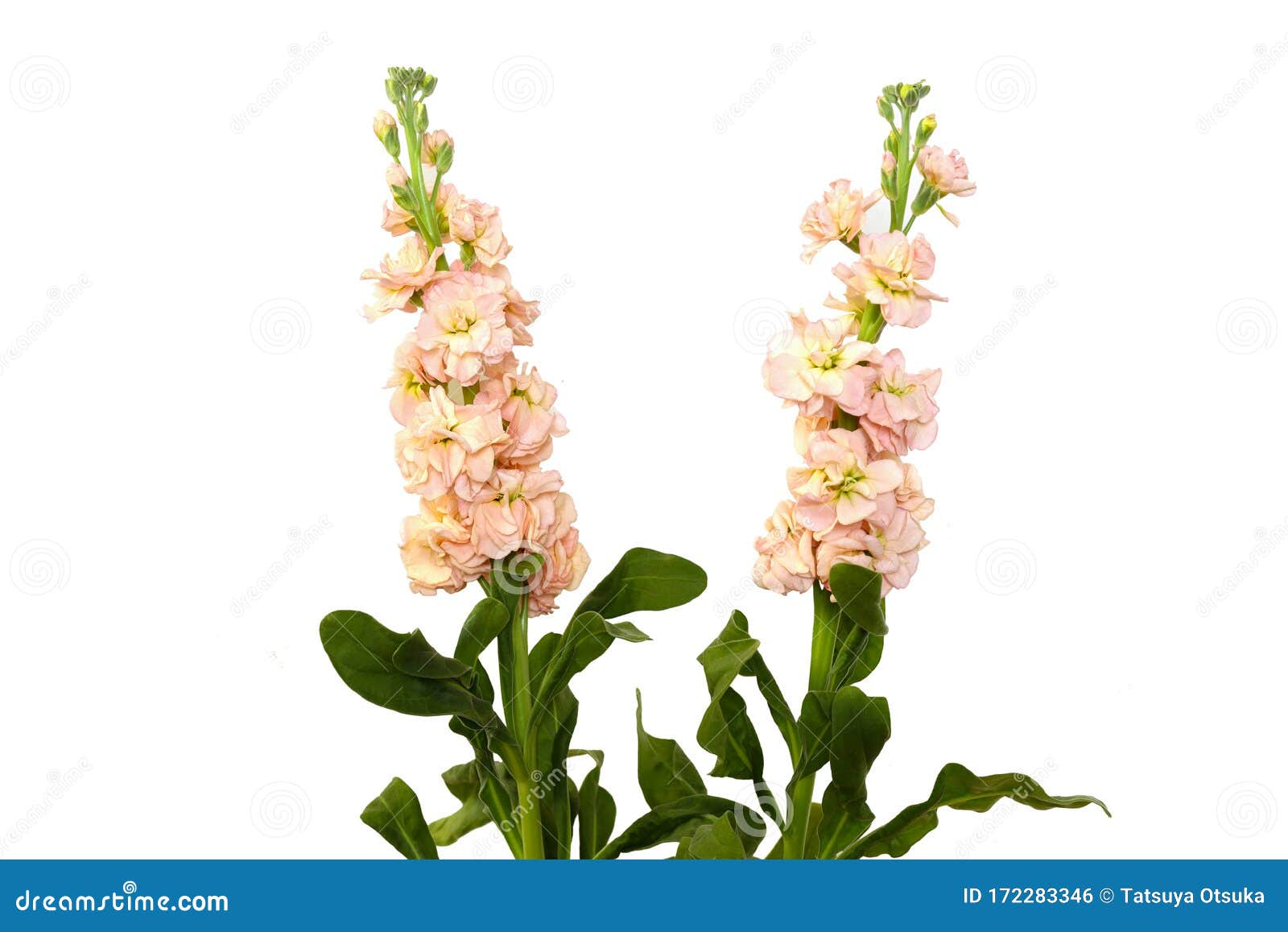 Stock in a White Background Stock Photo Image of apricot, copy 172283346