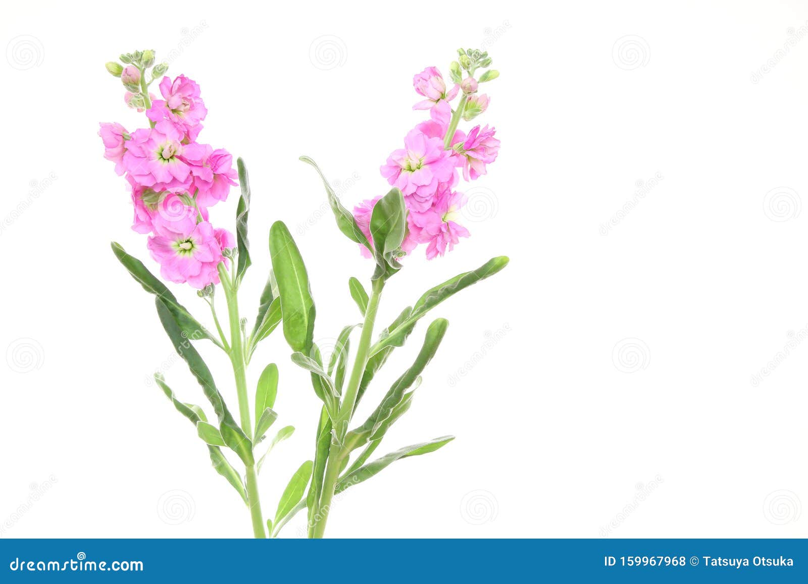 Stock in a White Background Stock Photo Image of studio, indoor 159967968