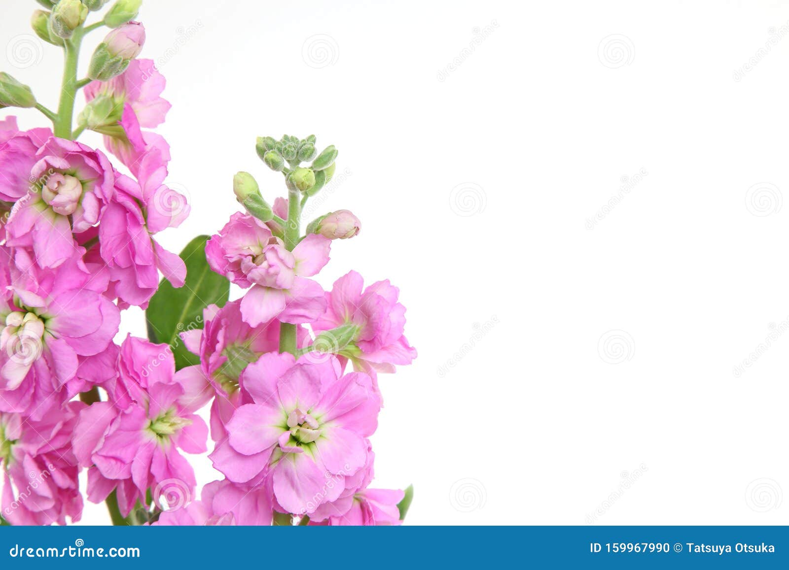 Stock in a White Background Stock Photo Image of background, white 159967990