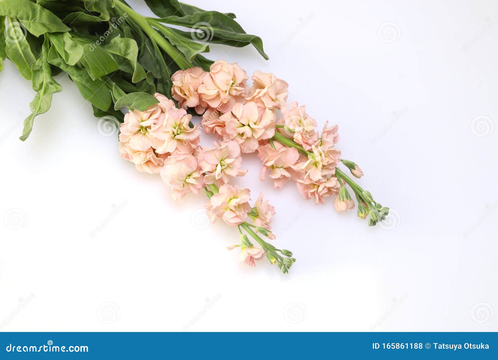 Stock in a White Background Stock Photo Image of head, studio 165861188