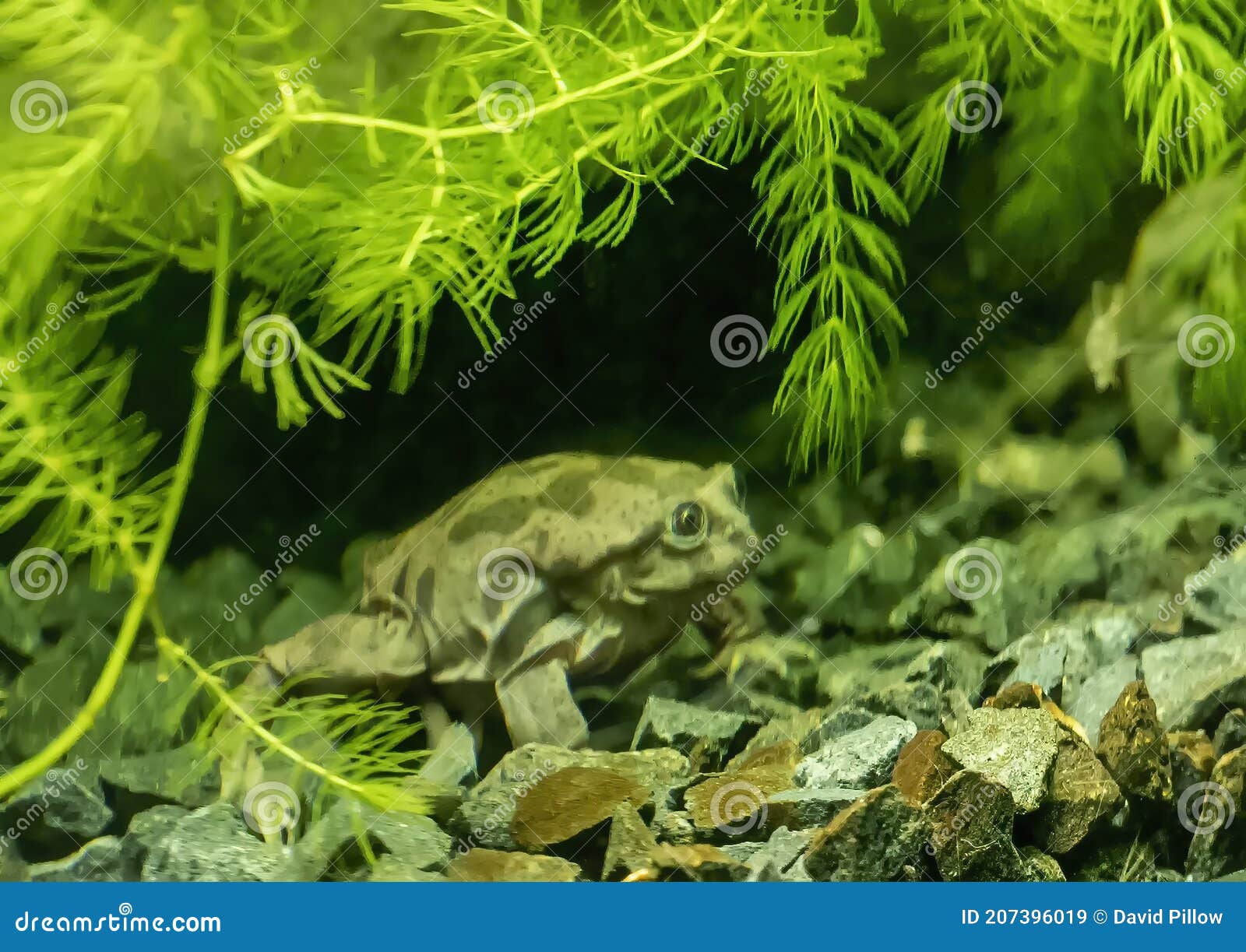 telmatobius culeus, commonly known as the titicaca water frog, underwater at the dallas city zoo.