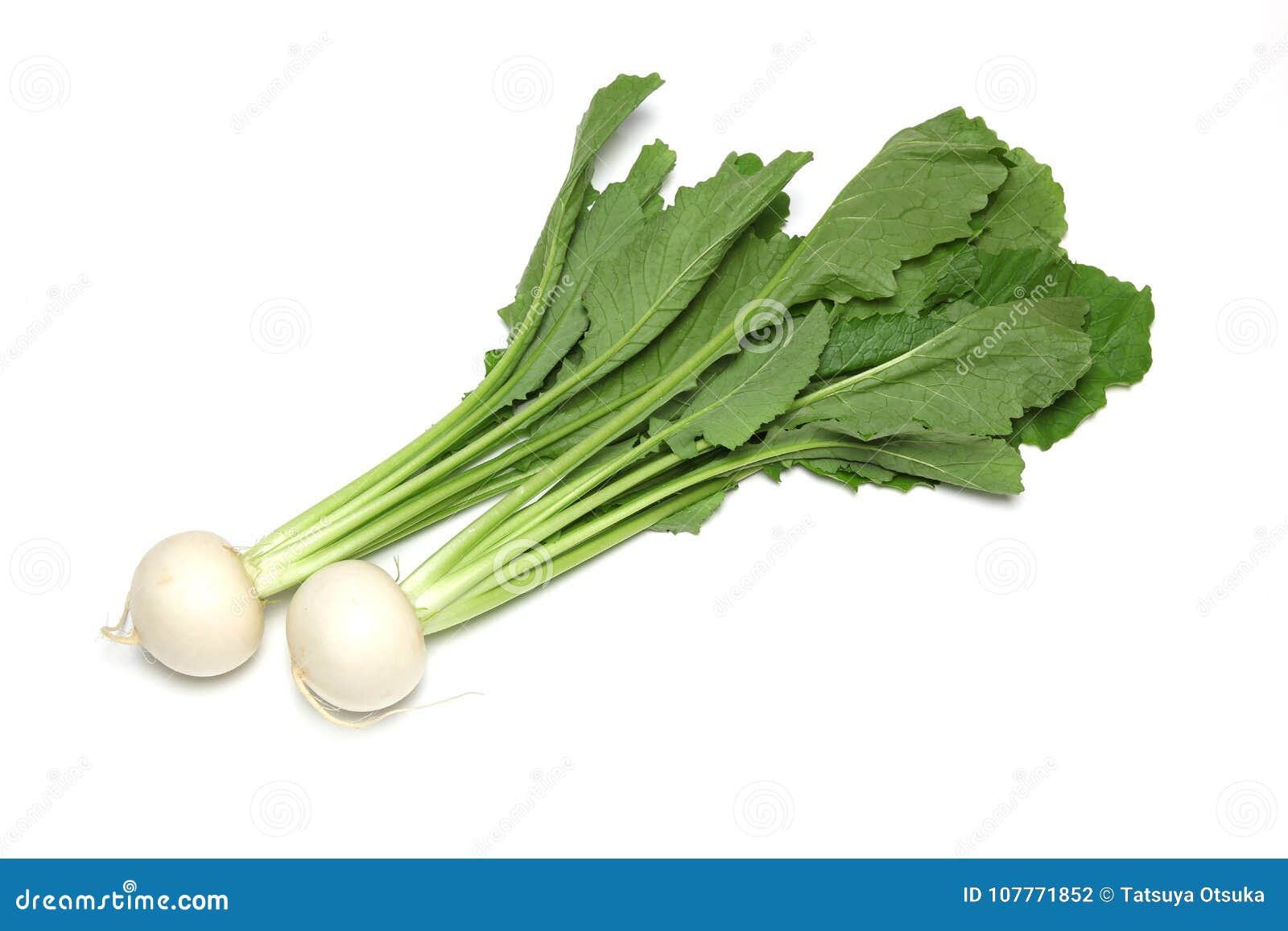 Turnips in a White Background Stock Photo Image of root, ingredient