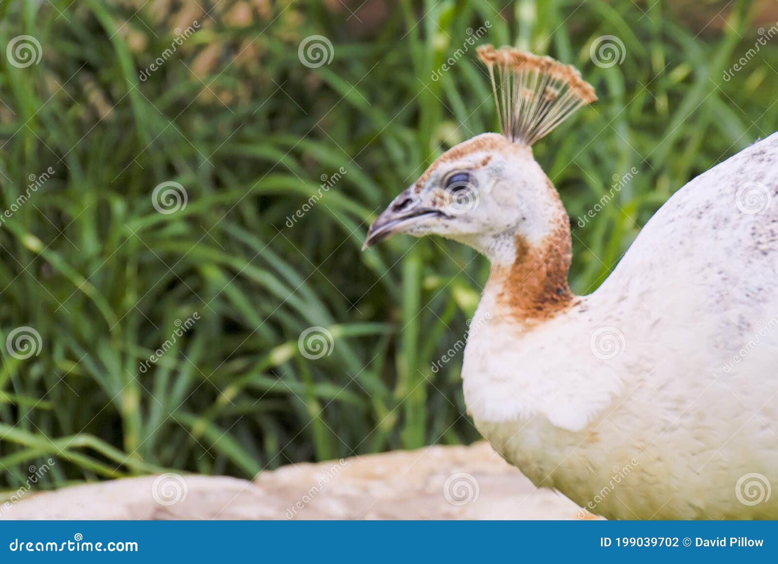 1 736 White Female Peacock Photos Free Royalty Free Stock Photos From Dreamstime