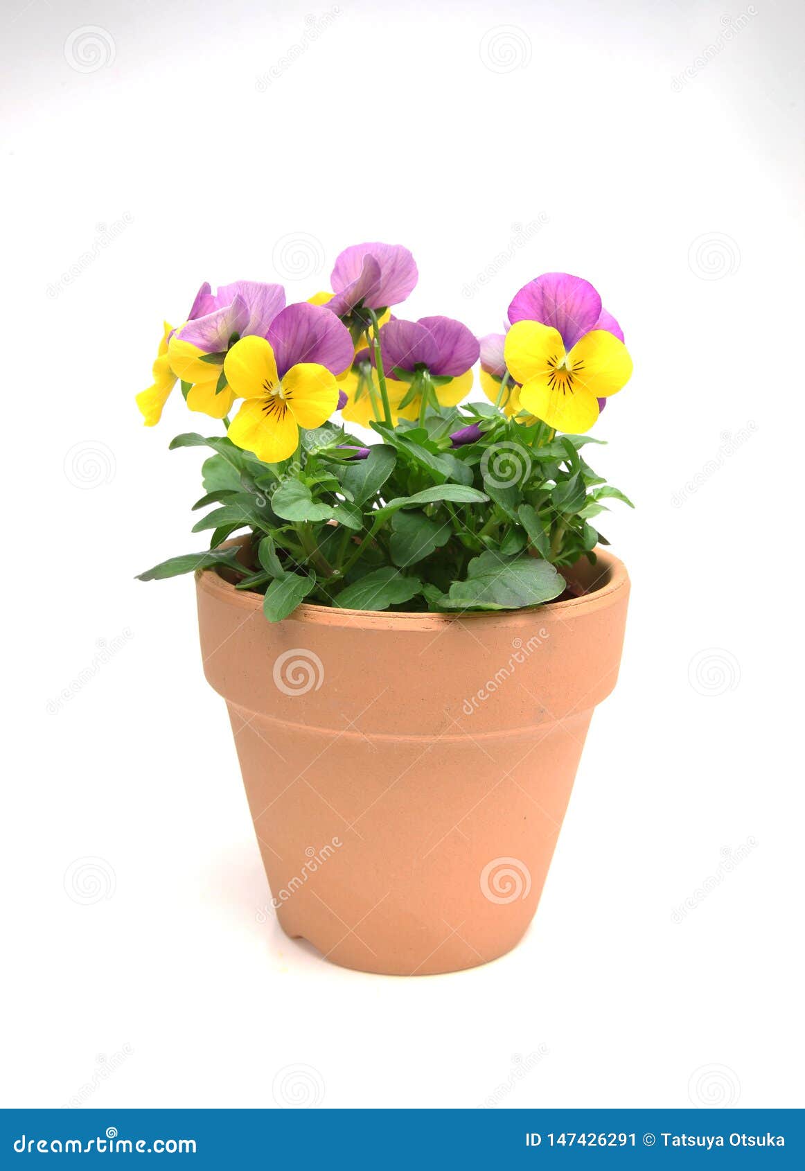 Violas in the flower pot stock image. Image of gardening