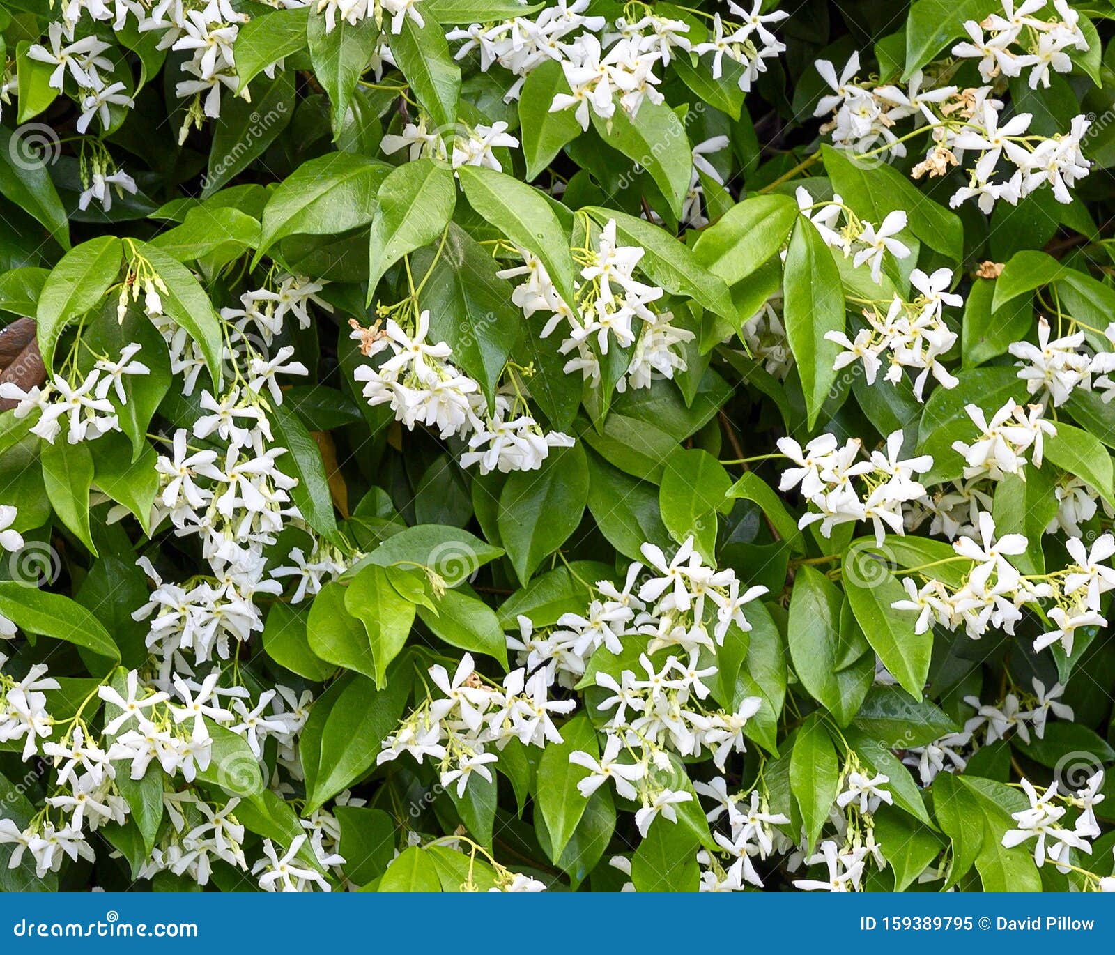 white blooms of star jasmine, gourdon village, france