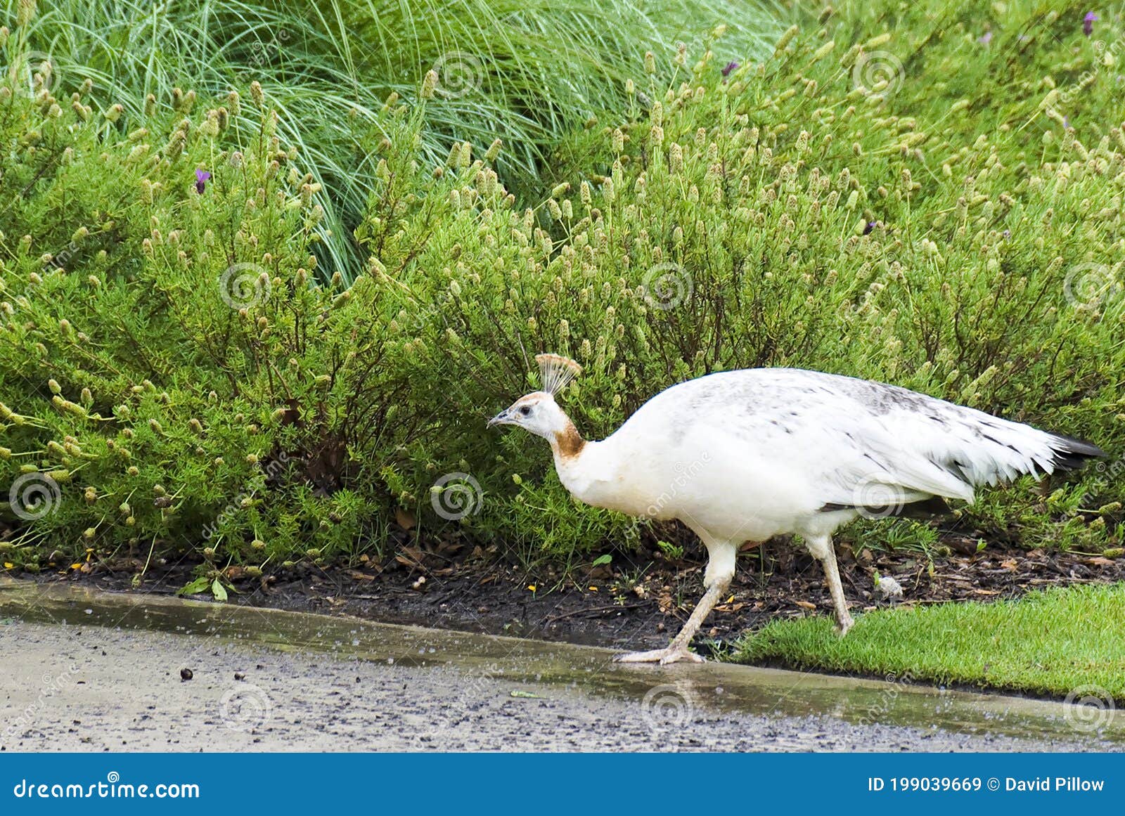 1 736 White Female Peacock Photos Free Royalty Free Stock Photos From Dreamstime