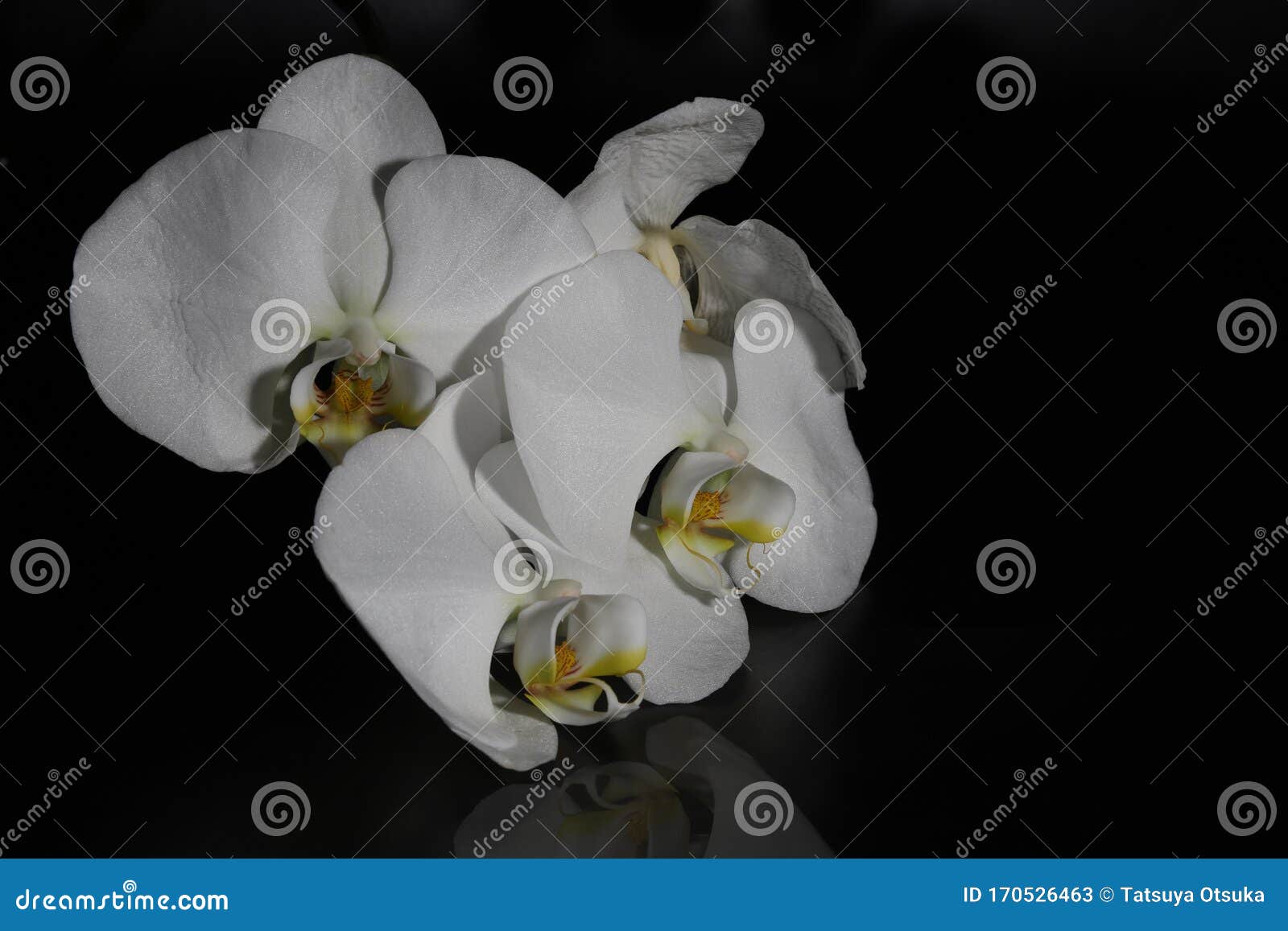White Orchid in a Black Background Stock Image Image of isolated