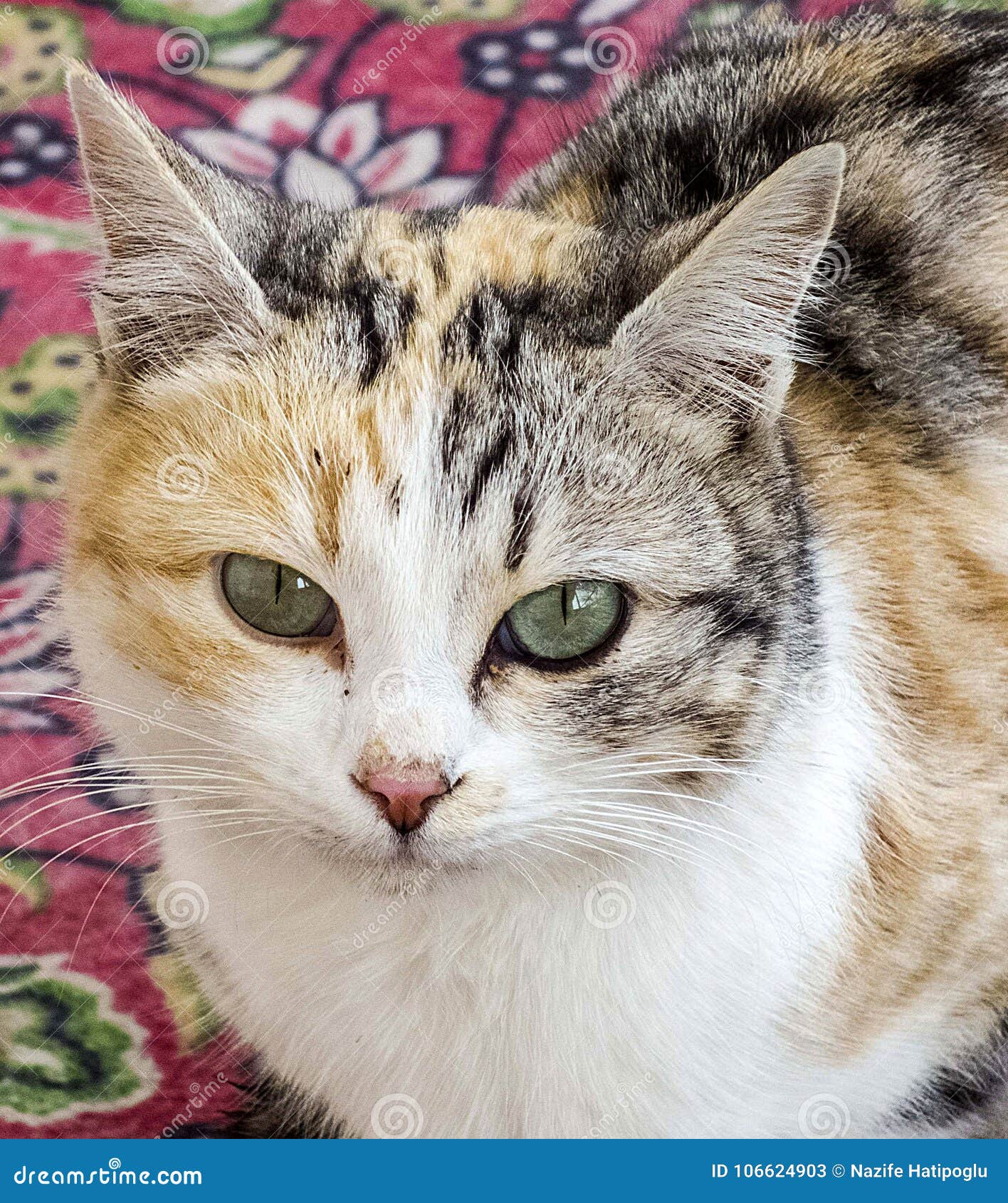 Pictures of Cat Looking in Different Directions, Cat Waiting for Prey