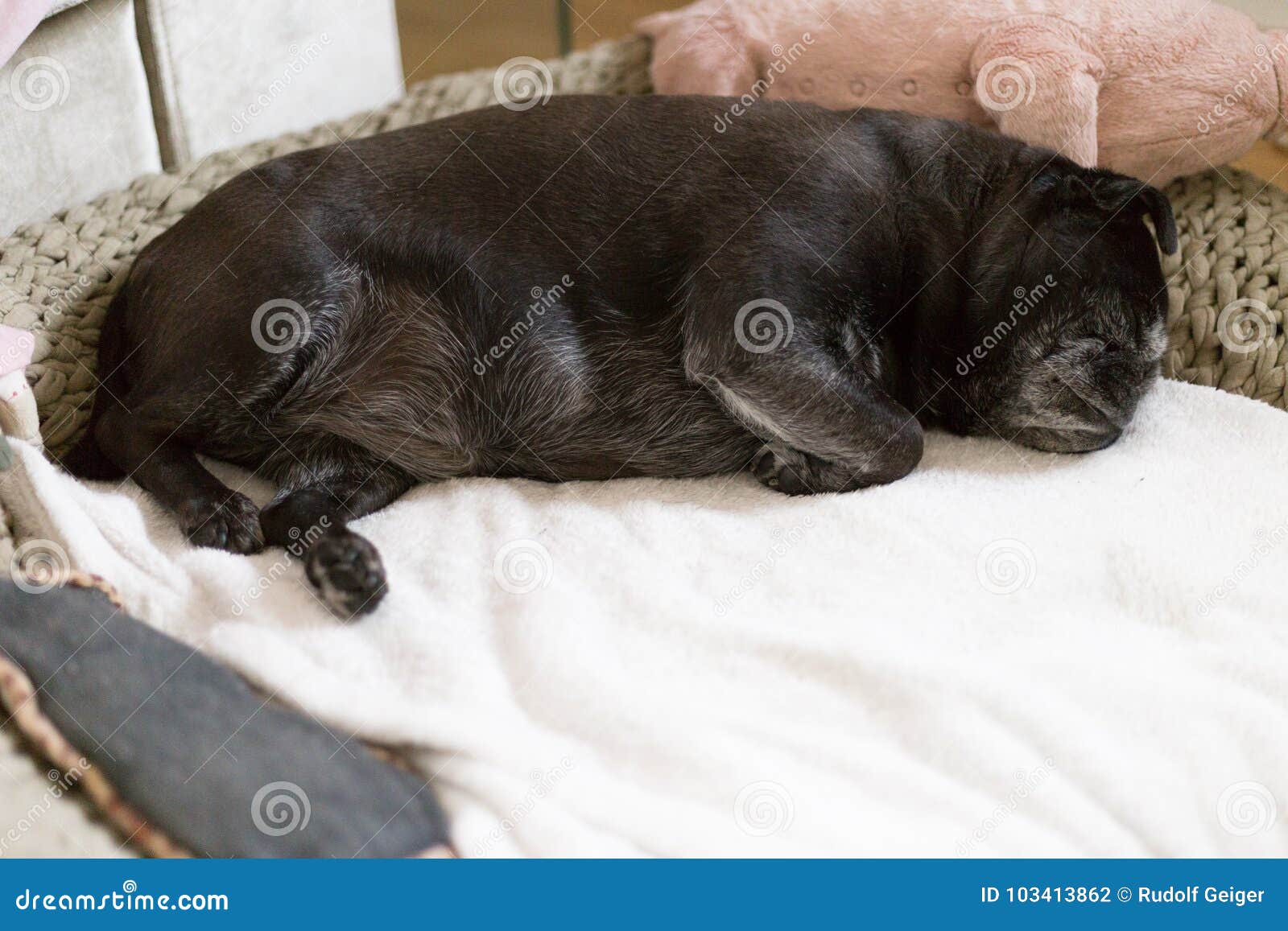 black pug named adelheid
