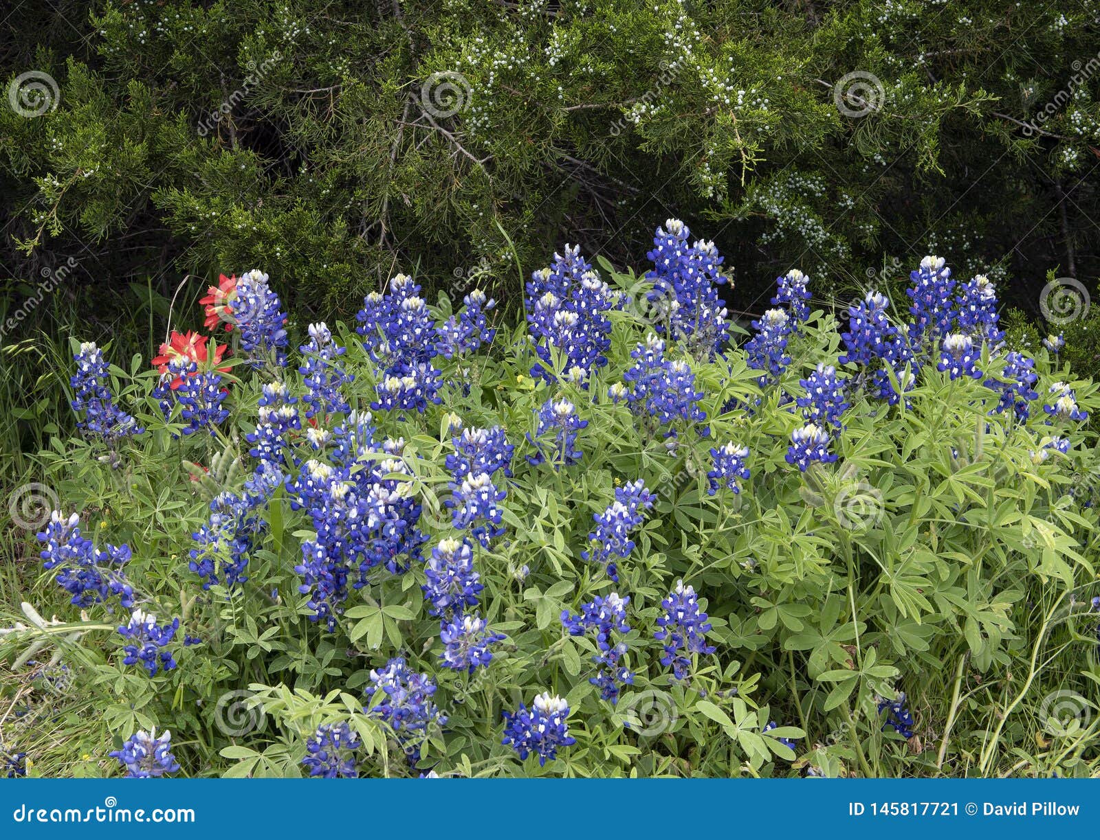 blue bonnet indian paintbrush tattoo blue bonnet indian paintbrush tattoo