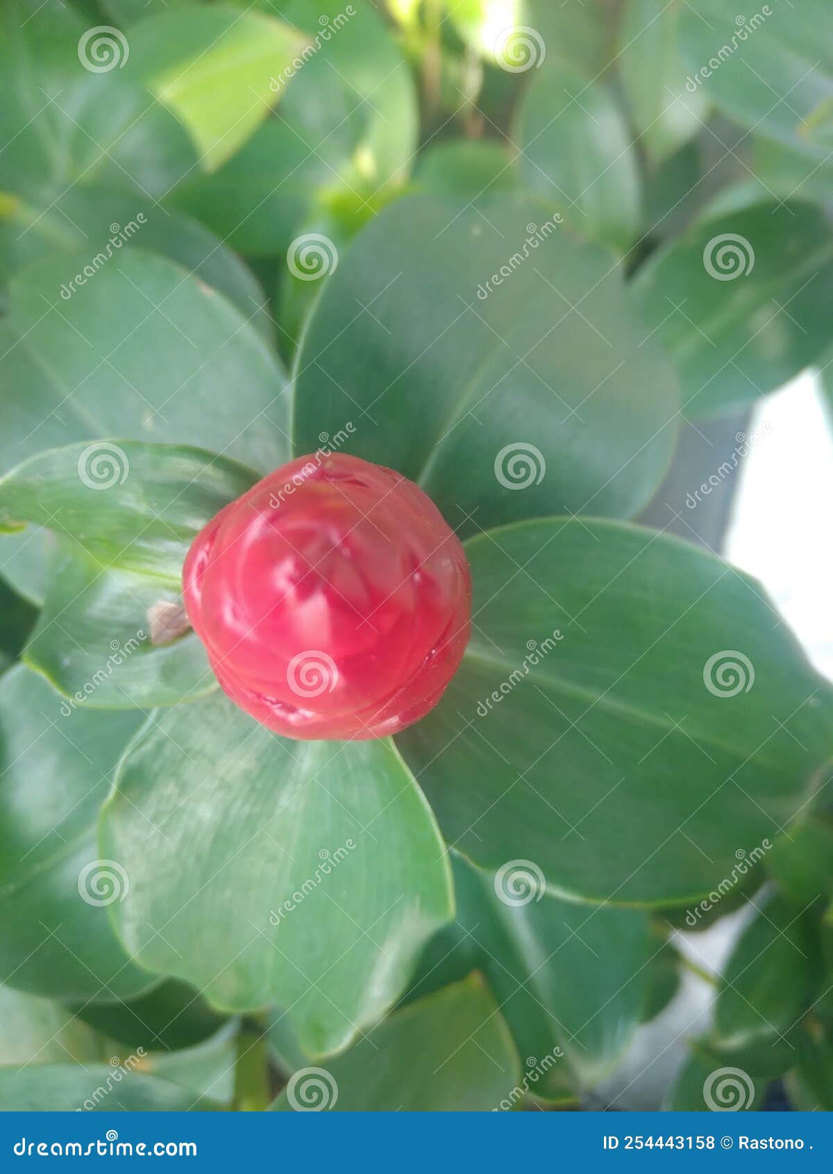 pictures of red flowers with green leavesÃ¯Â¿Â¼
