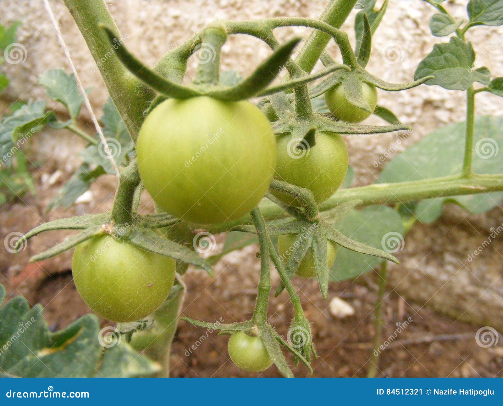 Pictures of Small Green Tomatoes in the Garden Stock Image Image of