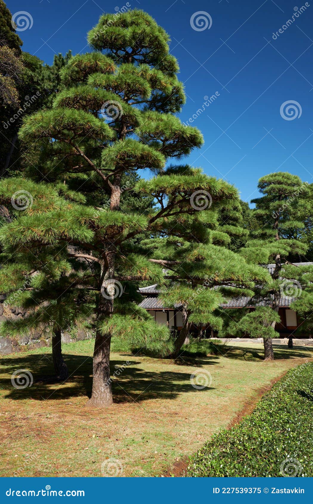 The Picturesque Cultivated Pine Trees in the Garden of Tokyo Imperial ...