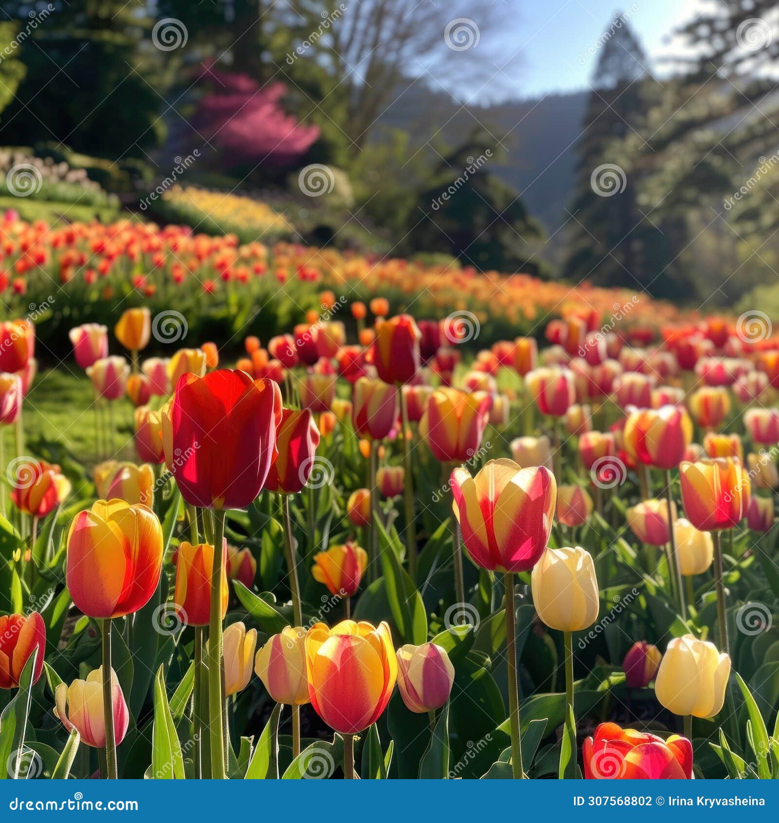 a picturesque hillside blanketed in colorful tulips radiates the essence of springtime exuberance