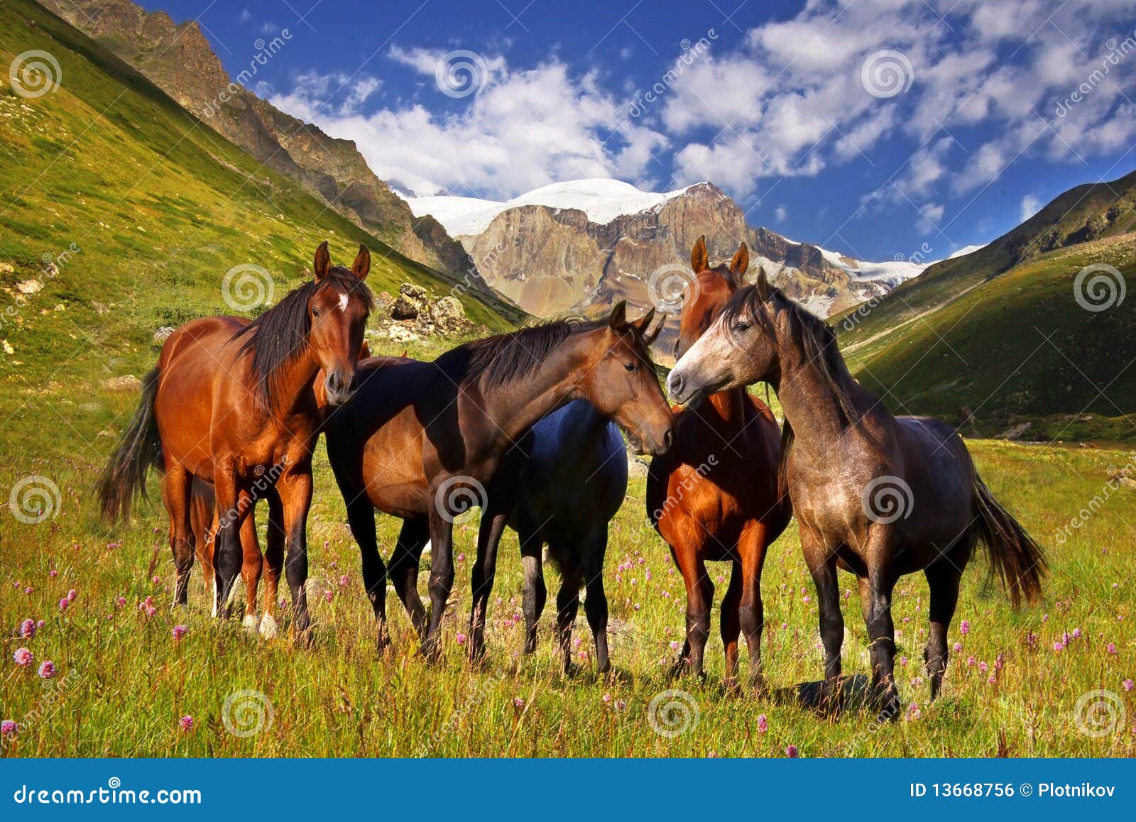 picturesque mountain landscape with horses