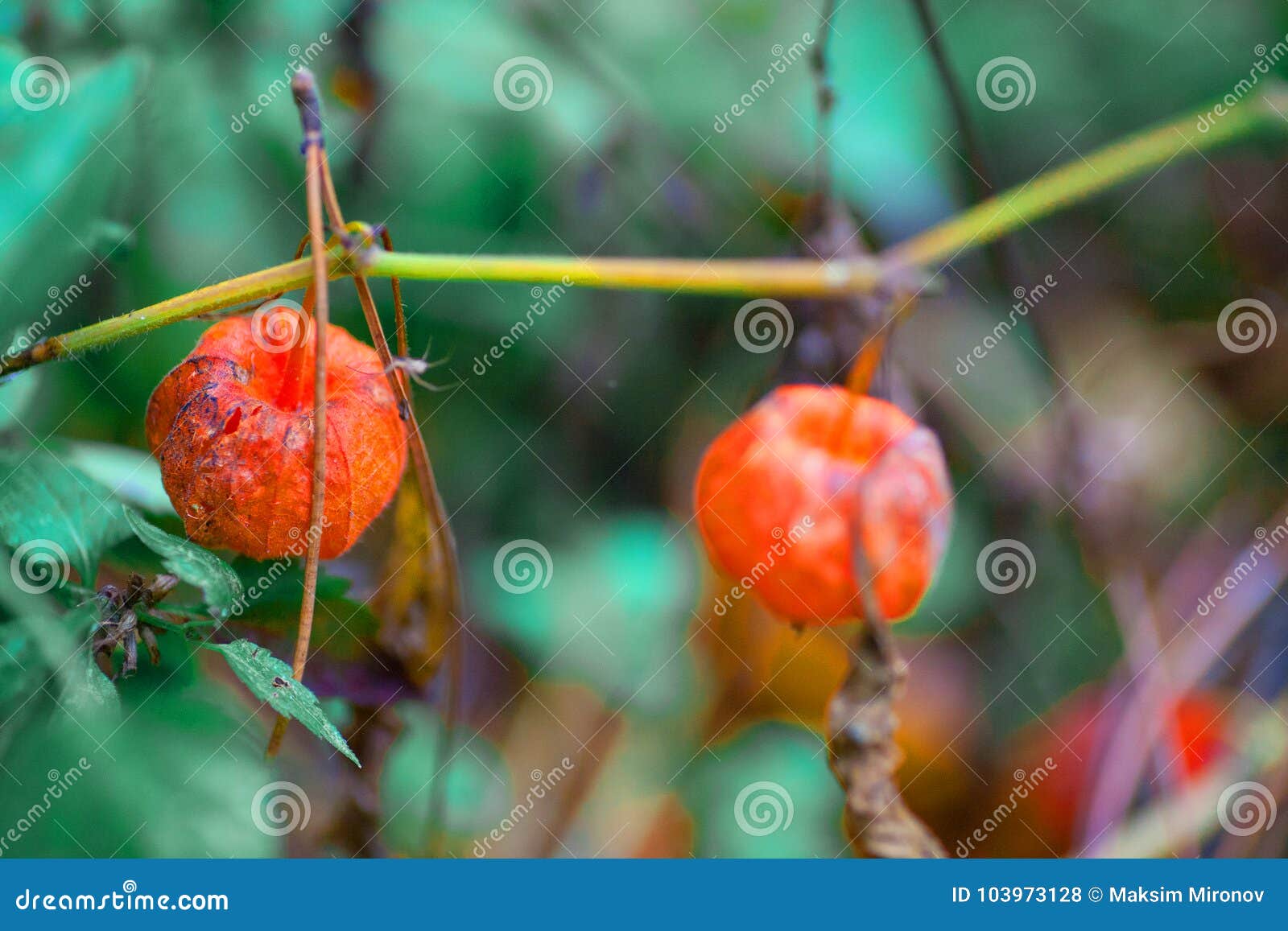 picturesque ripened fizalis fruits. all covered with frost. quiet clear weather. late autumn or early winter. frosty
