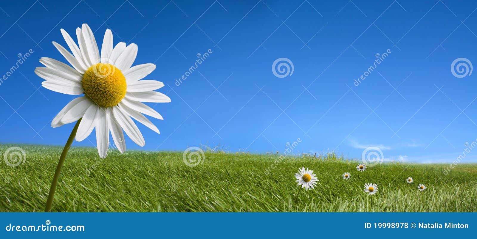 picturesque summer landscape and daisy flowers
