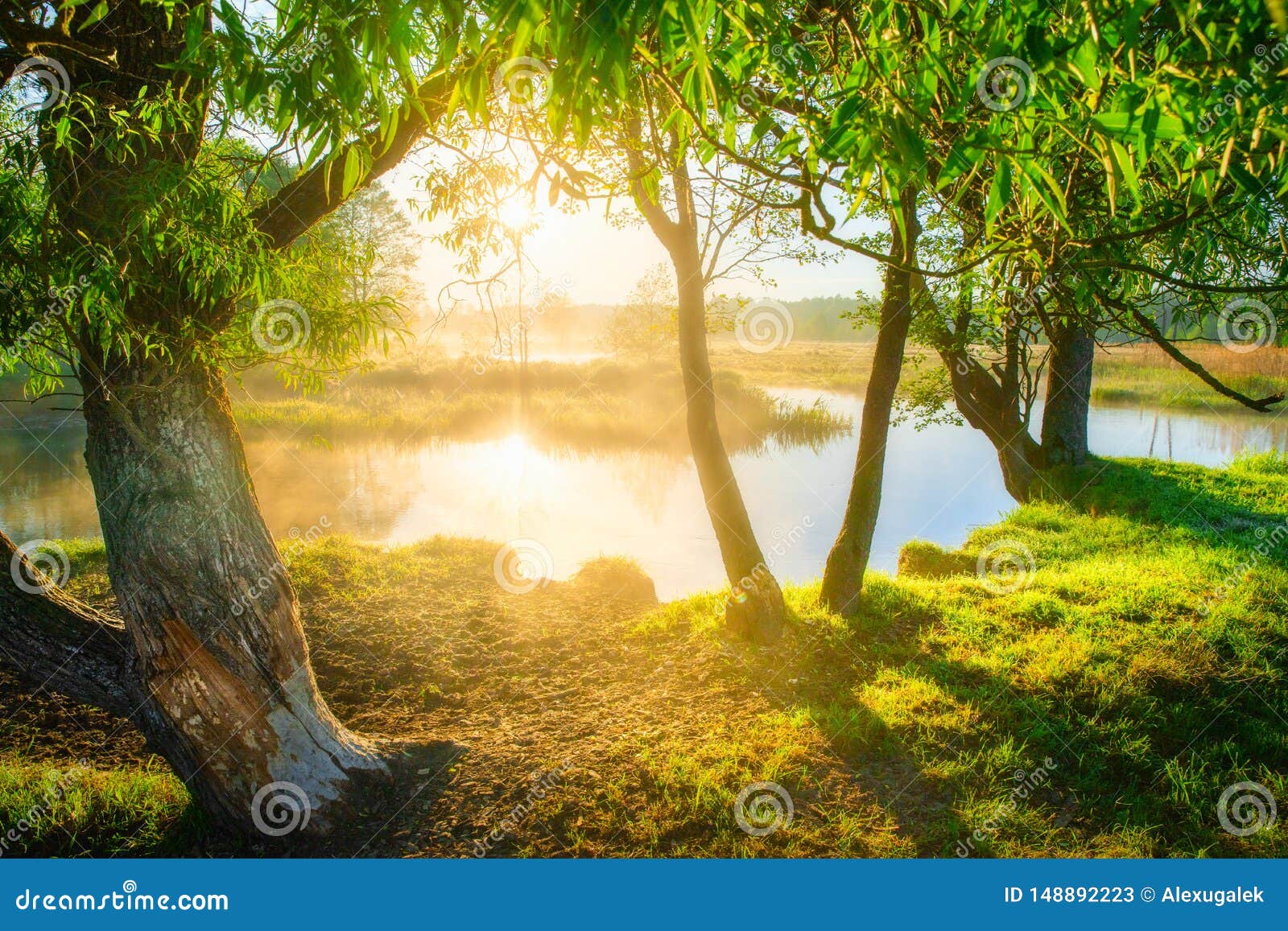 Scenic Scenery with Sunbeams in The Forest Sunny Summer Day Morning View Casual Swim Trunks All 
