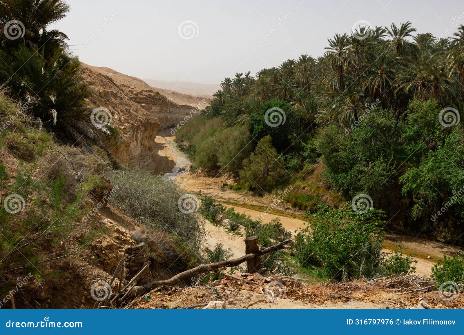 picturesque view of tamerza oasis in tunisia