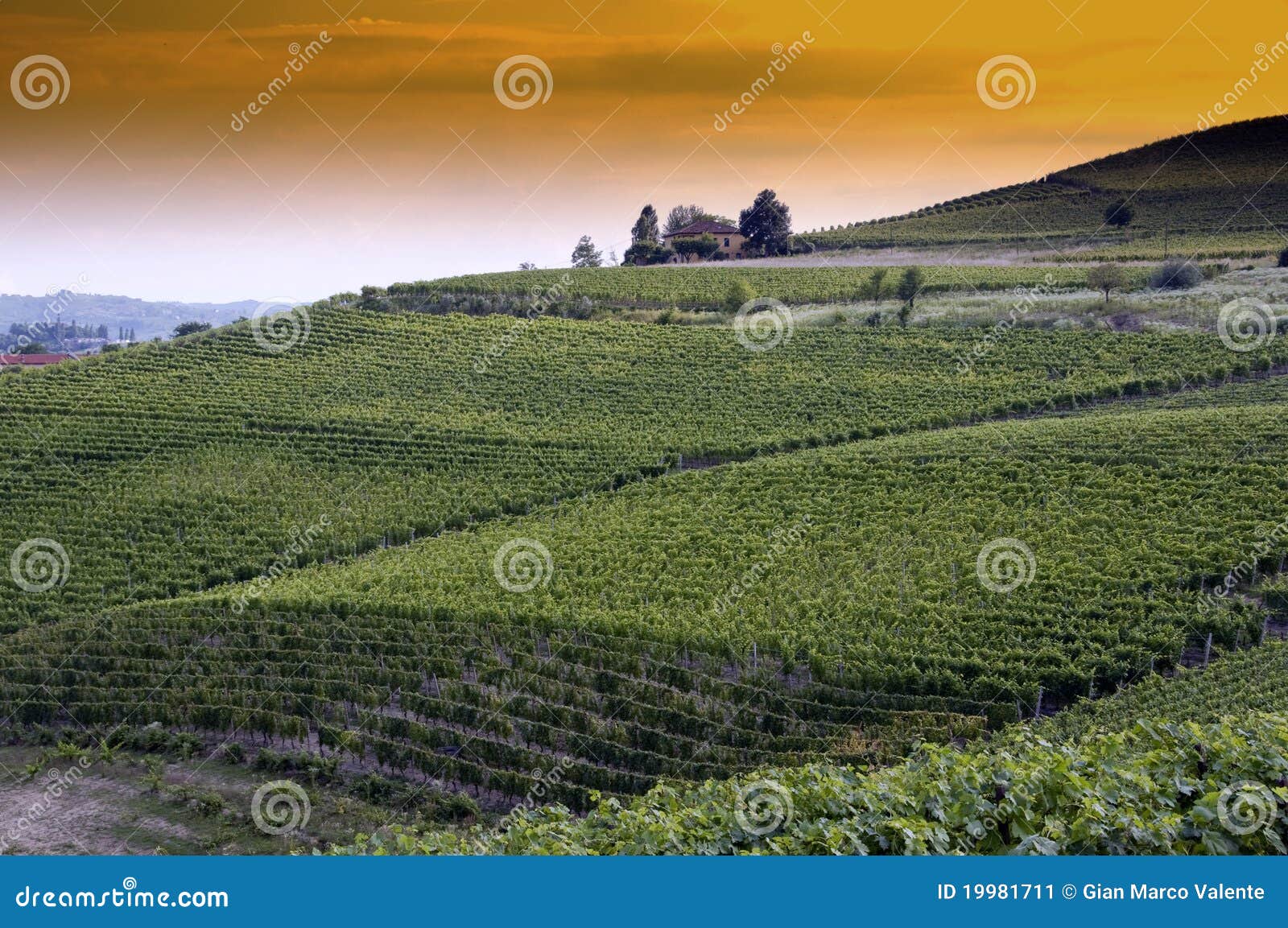 picturesque vineyard