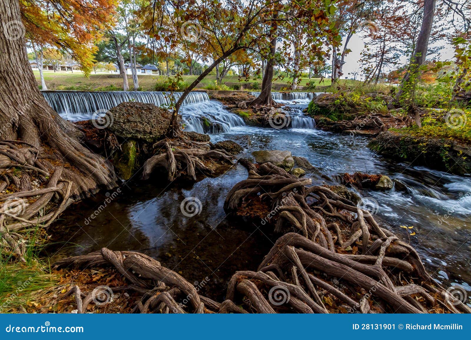 picturesque waterfall with cypress tree roots.