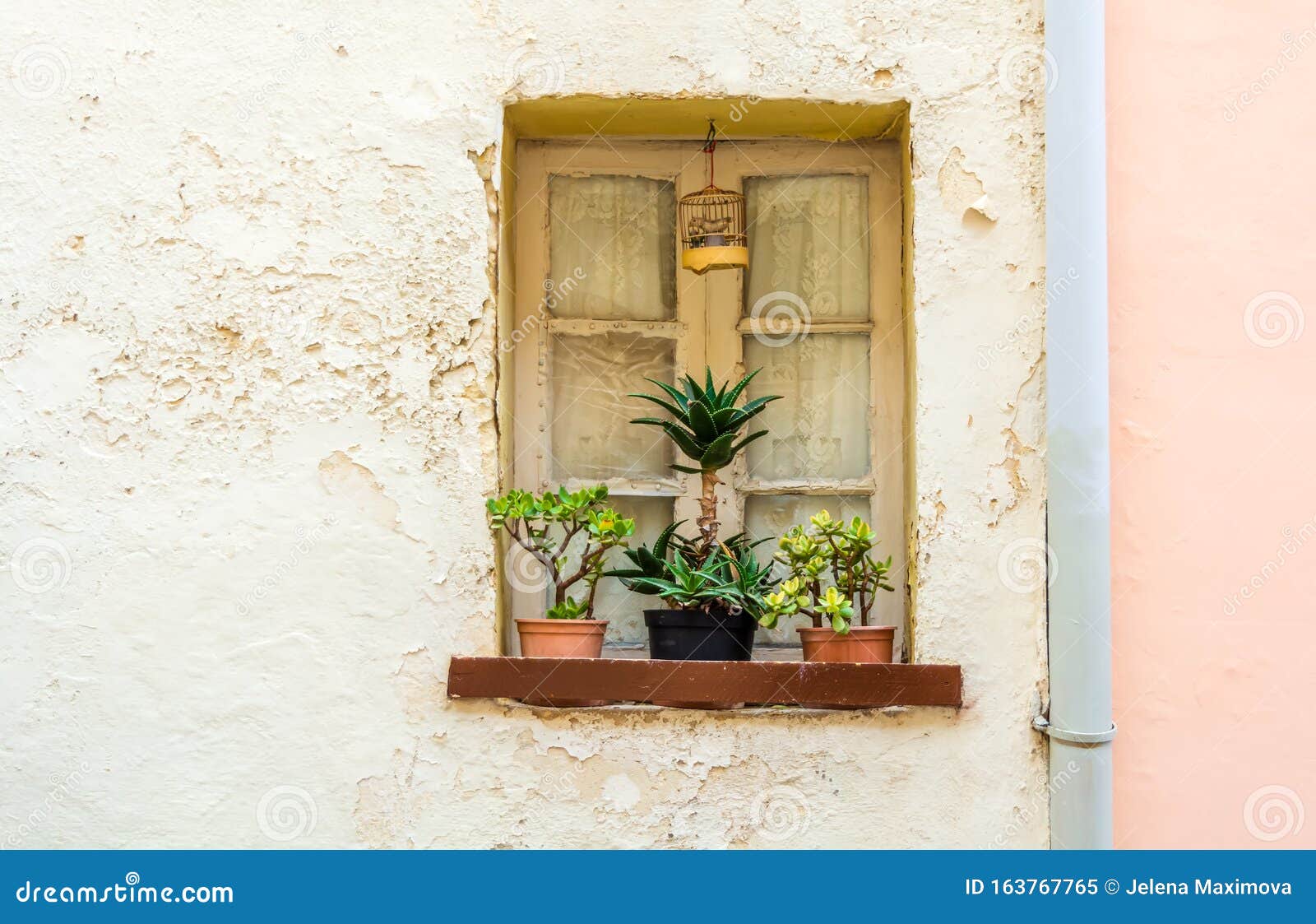 Picturesque Window with Lace Curtains, Plants and Artificial Bird Cage ...