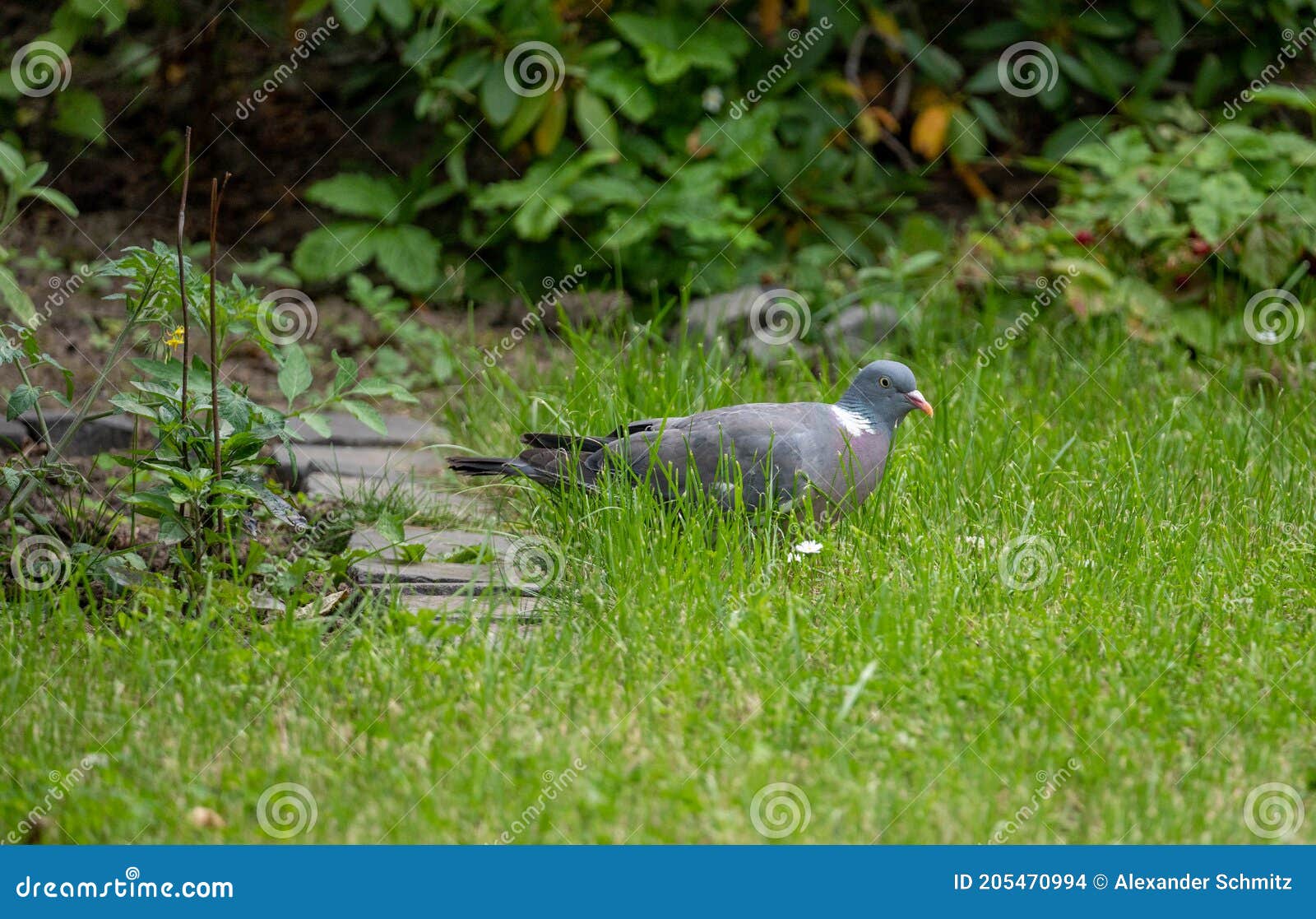 pidgeon searching for grass seeds in garden in summer time