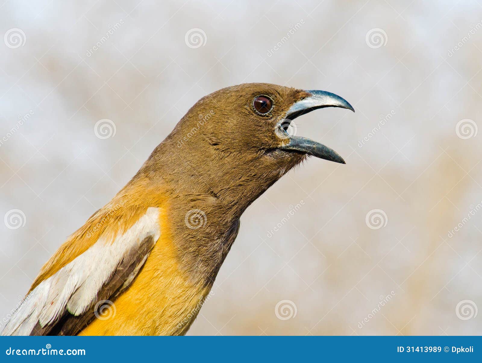 Pie bird stock image. Image of shot, yellow, bird, national 31413989