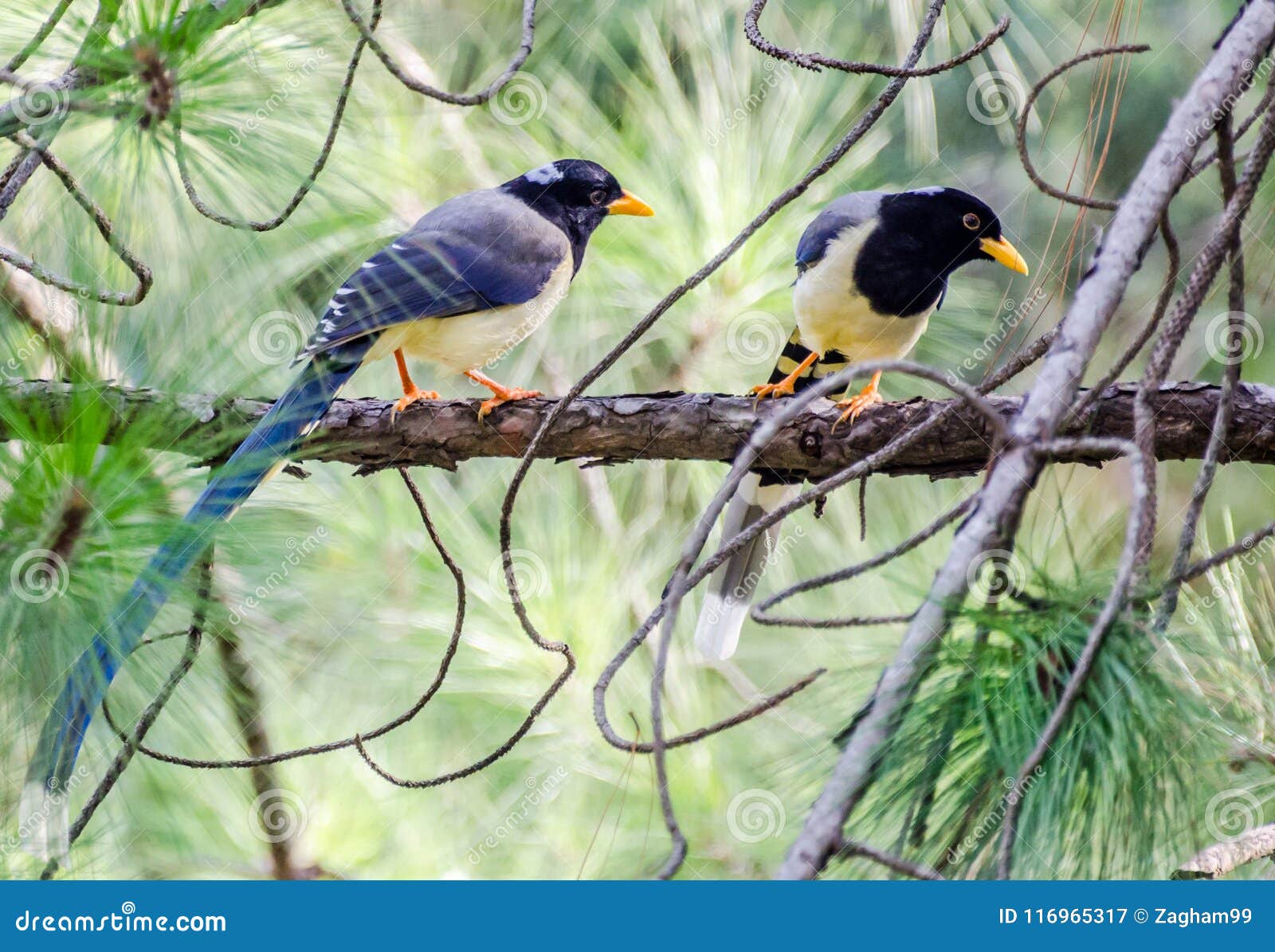 Pie Bleue Jaune Affichée Ou Pie Or Affichée Image Stock