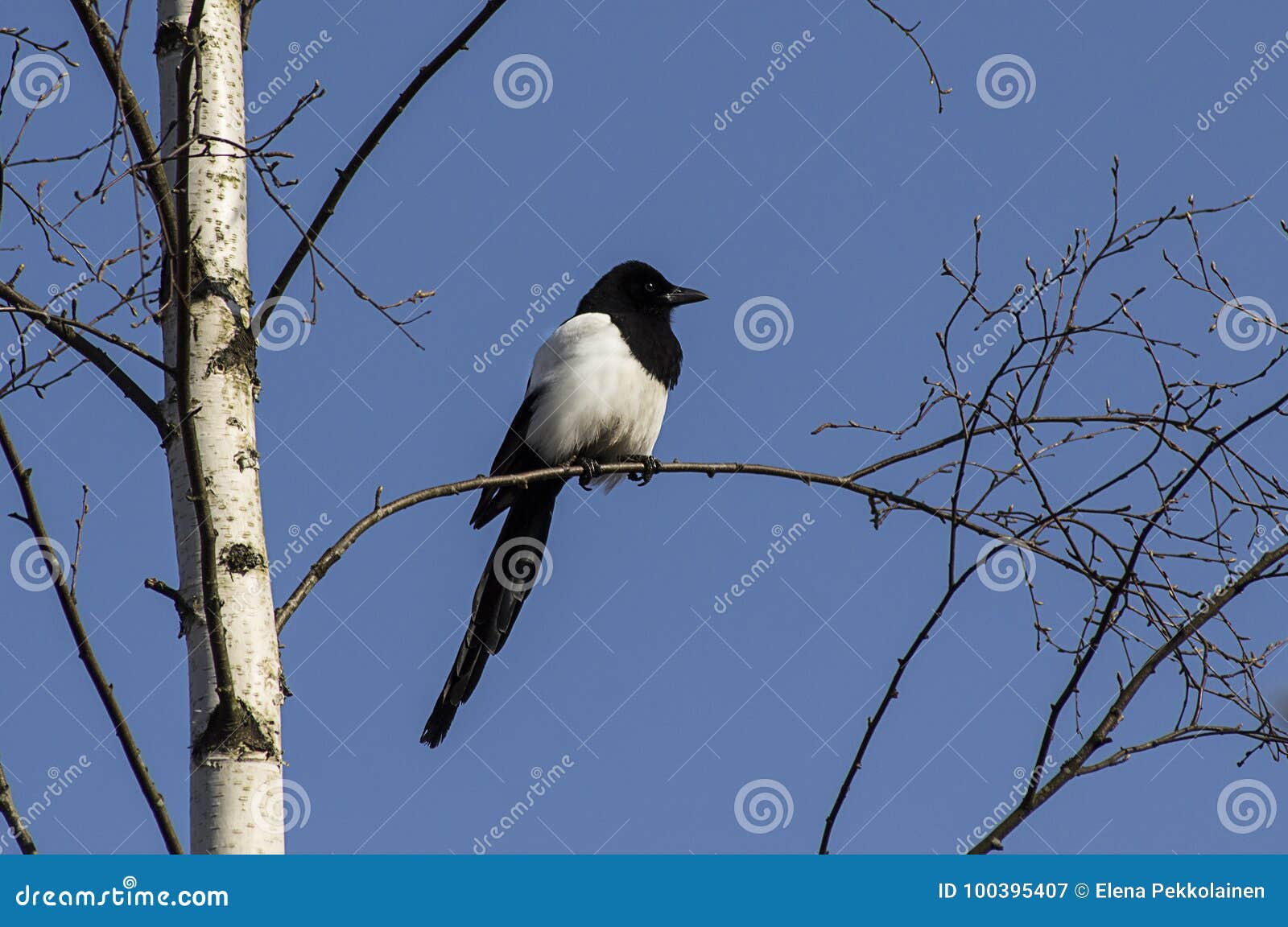 Pie Eurasienne Doiseau Sur La Branche Du S Darbre Image