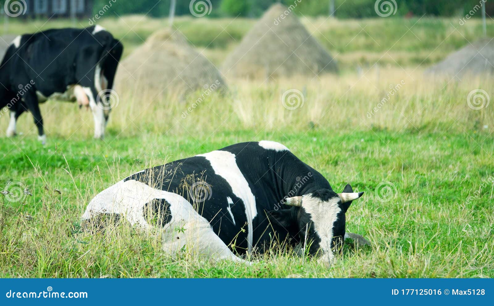 Piebald Black and White Cow Stock Photo - Image of clean, hayland ...