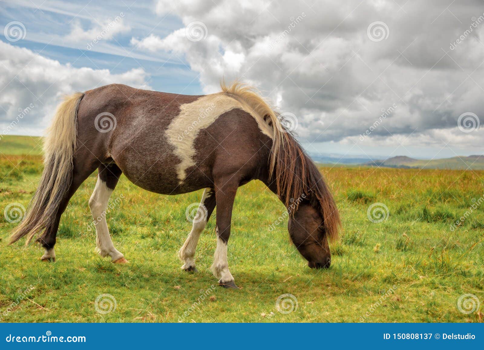 Piebald Dartmoor Pony Grazing in the Moor in Dartmoor, Devon, UK Stock