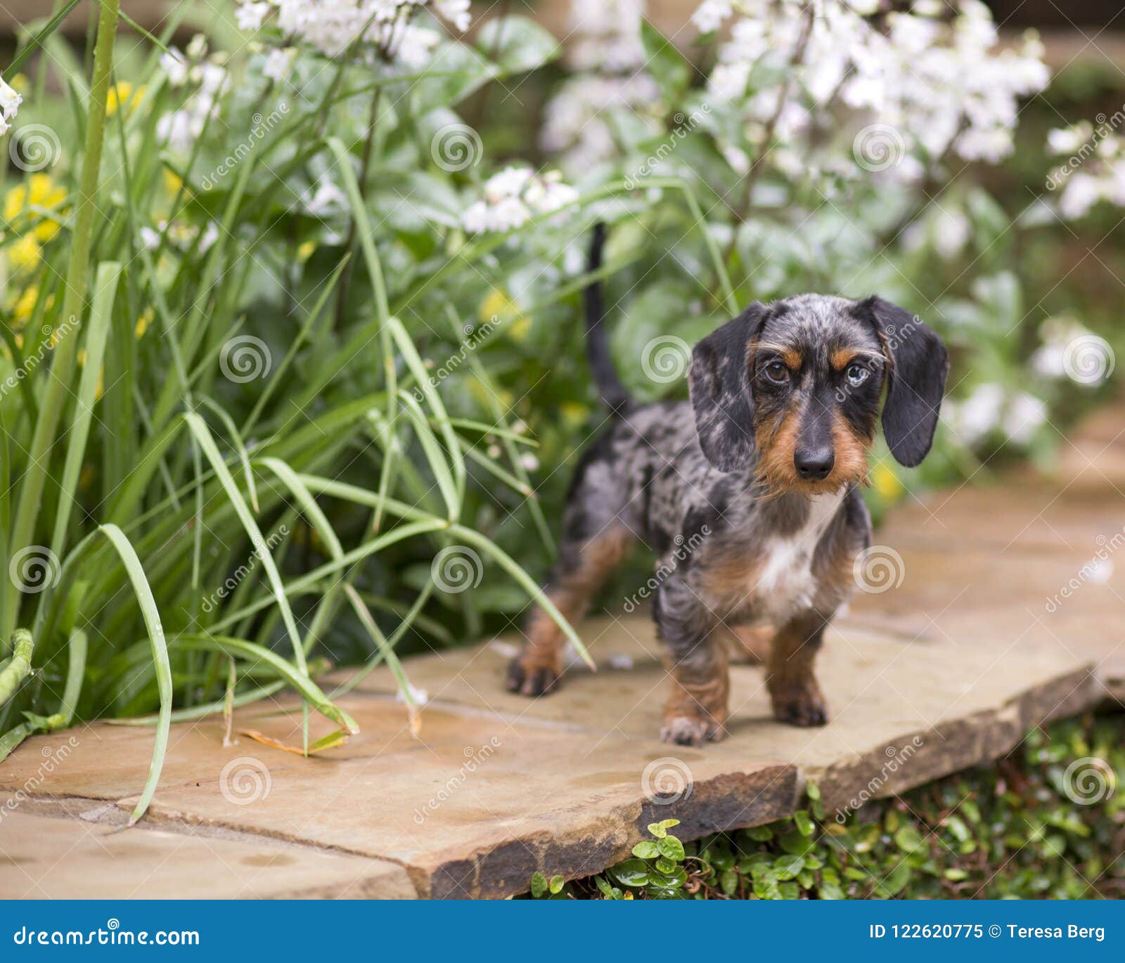 black and tan dapple dachshund