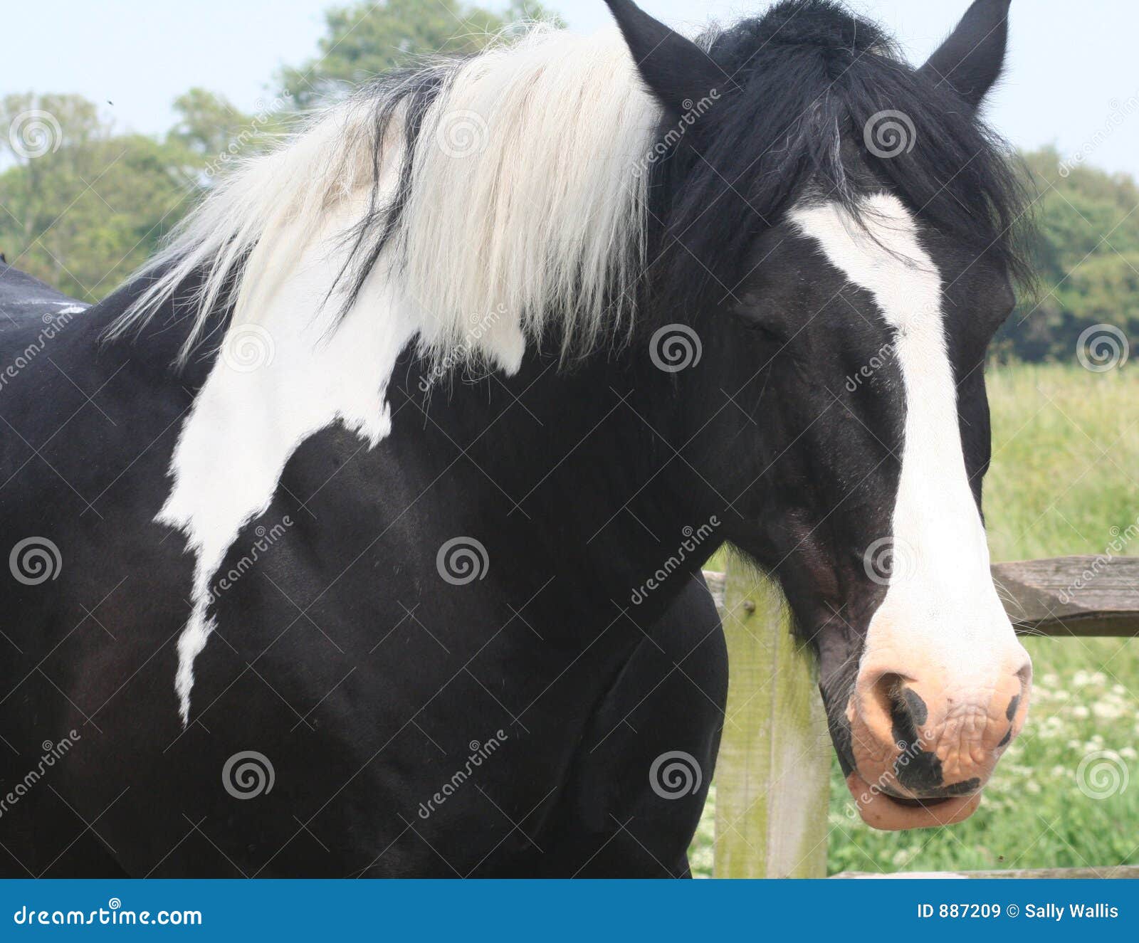 Piebald Farm Horse stock image. Image of worker, coat, cart 887209
