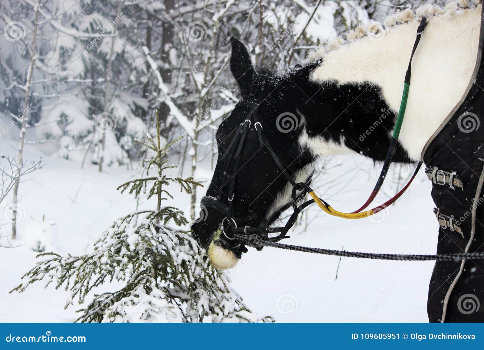 Piebald Mare in the Fresh Air in Winter while Walking through the