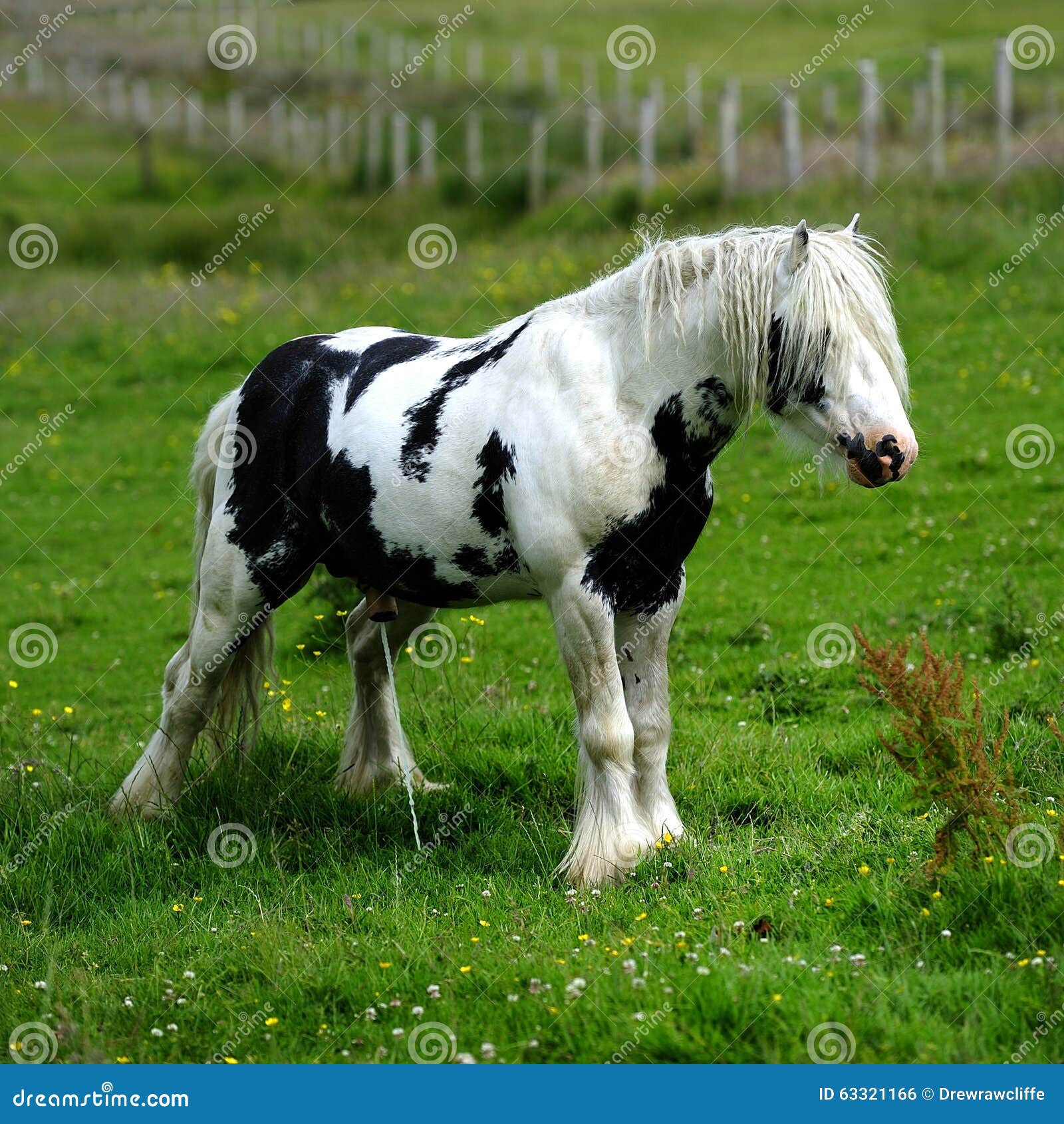 Piebald stallion weeing stock photo. Image of breed, stallion 63321166