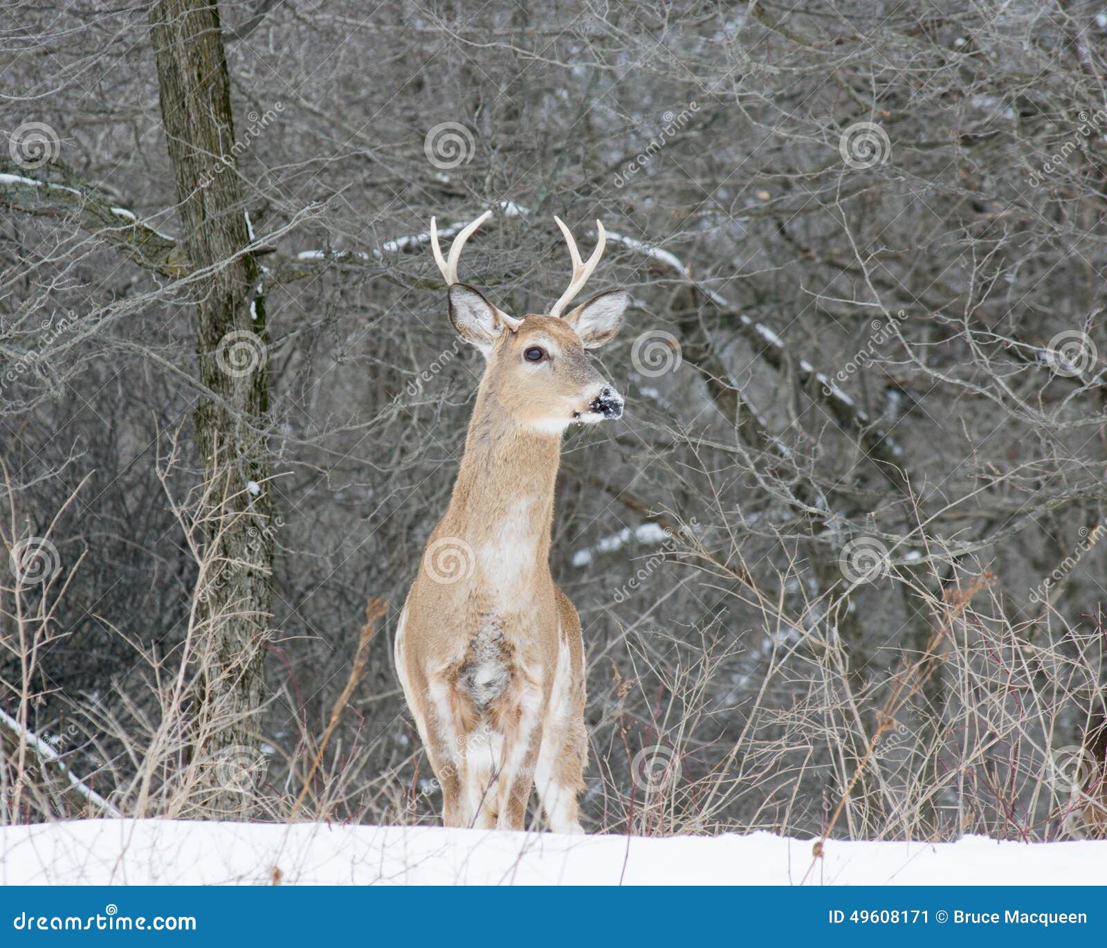 Piebald Whitetail Deer Buck Stock Image Image of wild, male 49608171