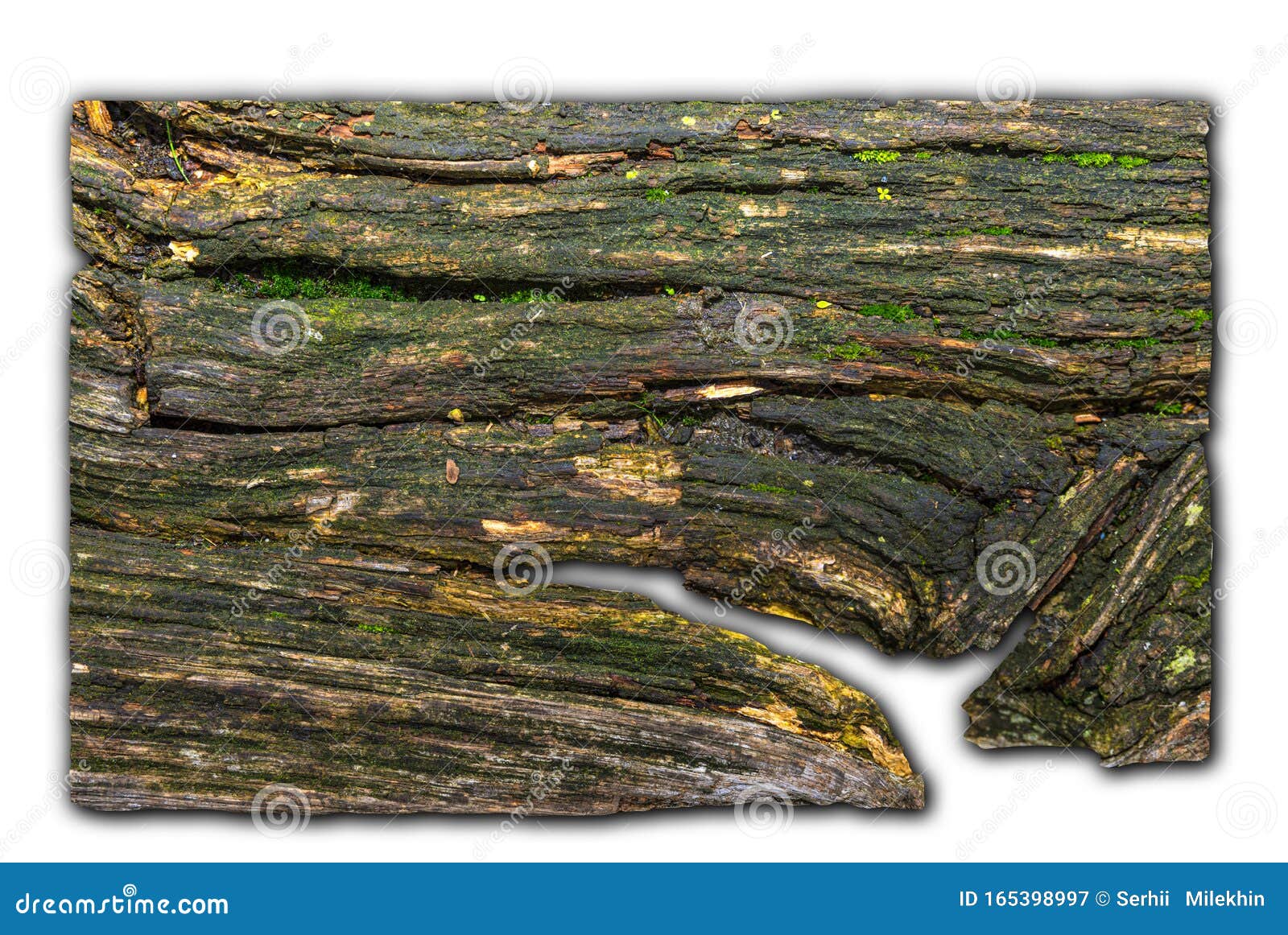Piece of Old Wet Wood with Mold and Moss Isolated on a White Background