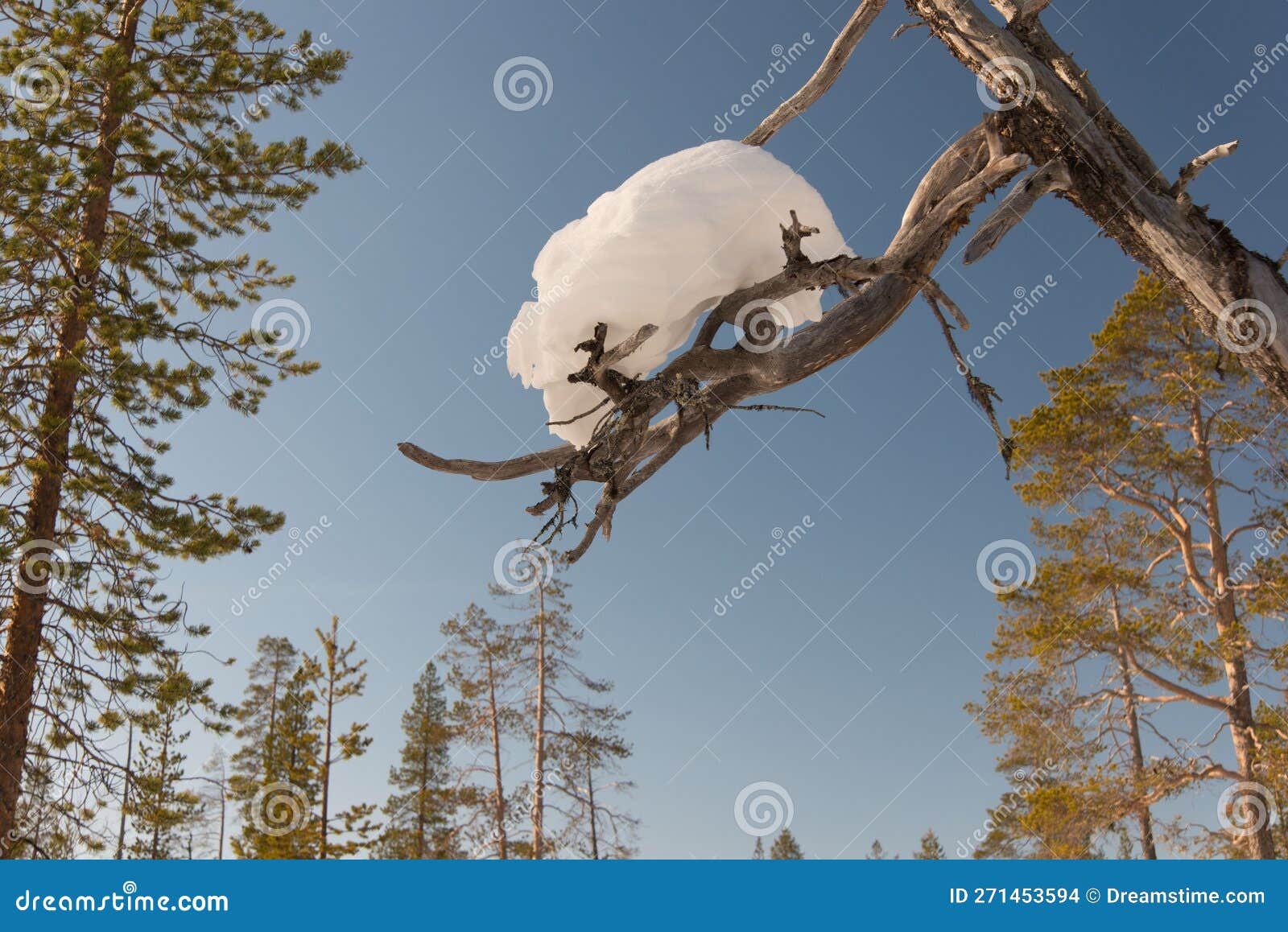 Piece of Snow on a Tree about To Fall Down Stock Photo Image of