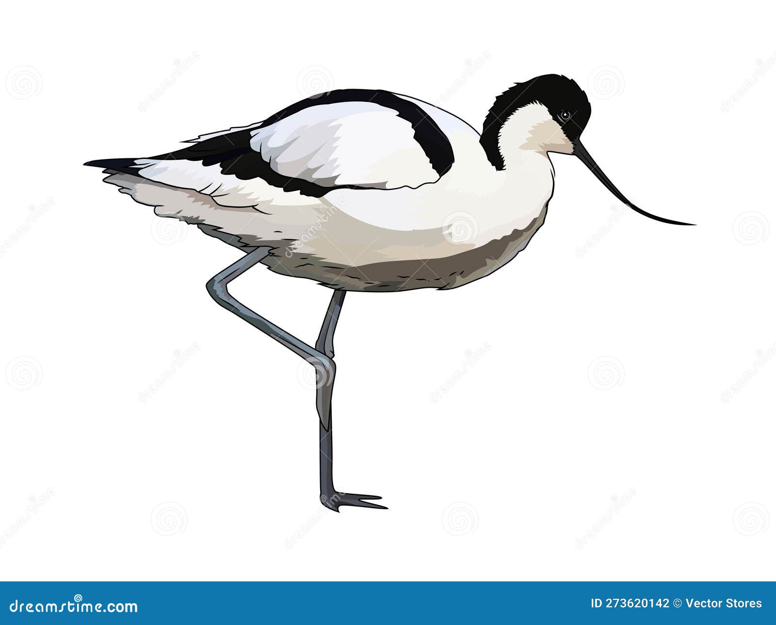 Pied Avocet Recurvirostra Avosetta Bird Vector Illustration Stock